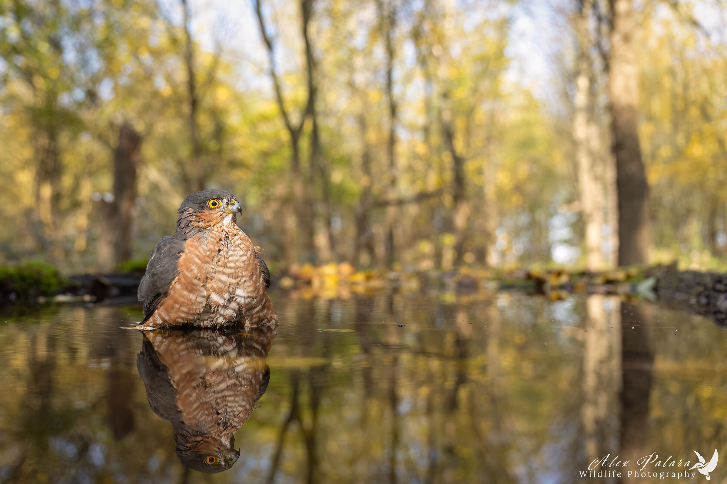 Sparviere ambientato