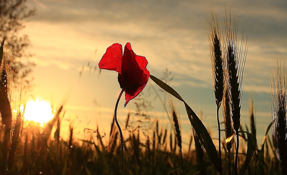 Il papavero tra le spighe