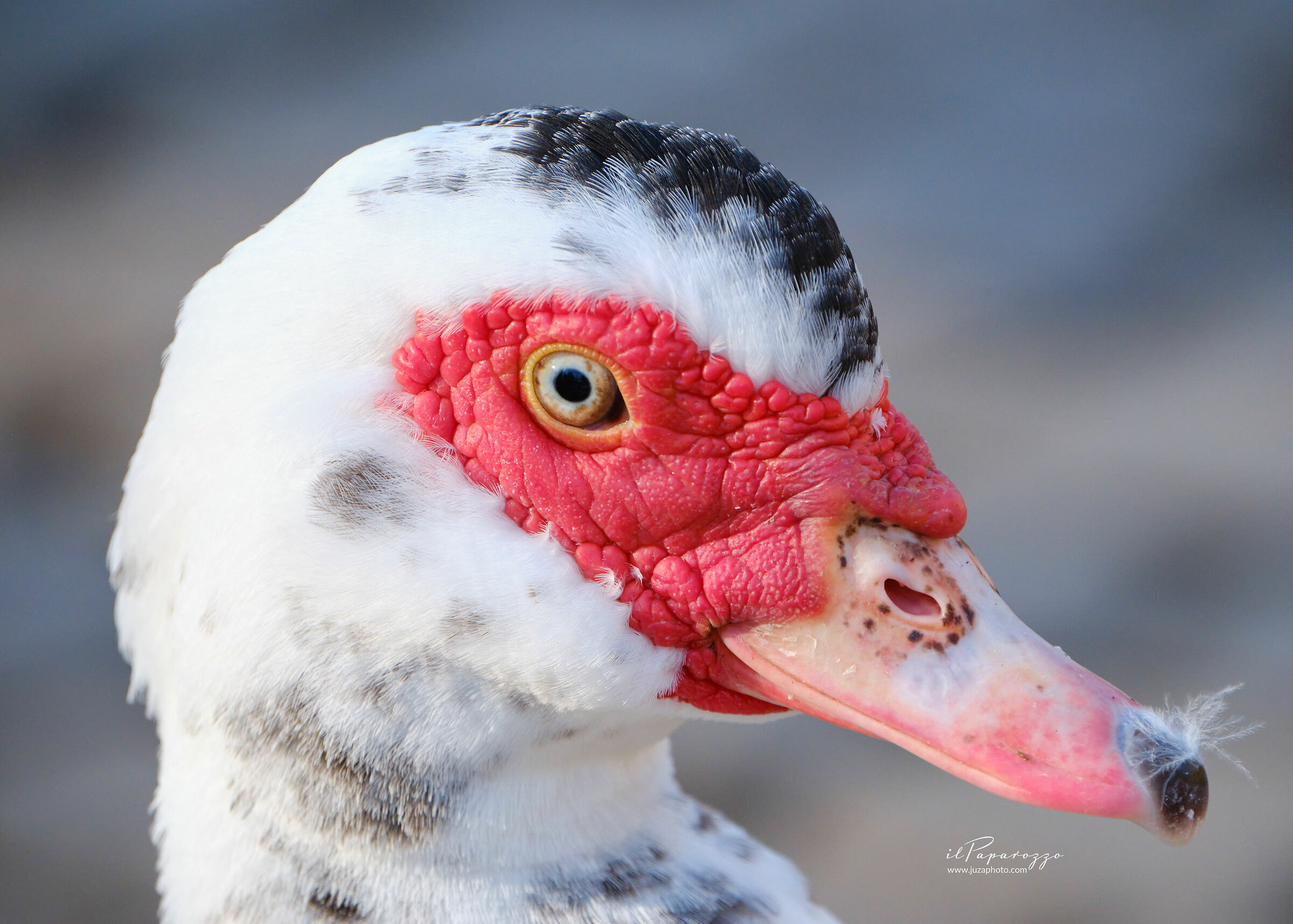 Muscovy Duck