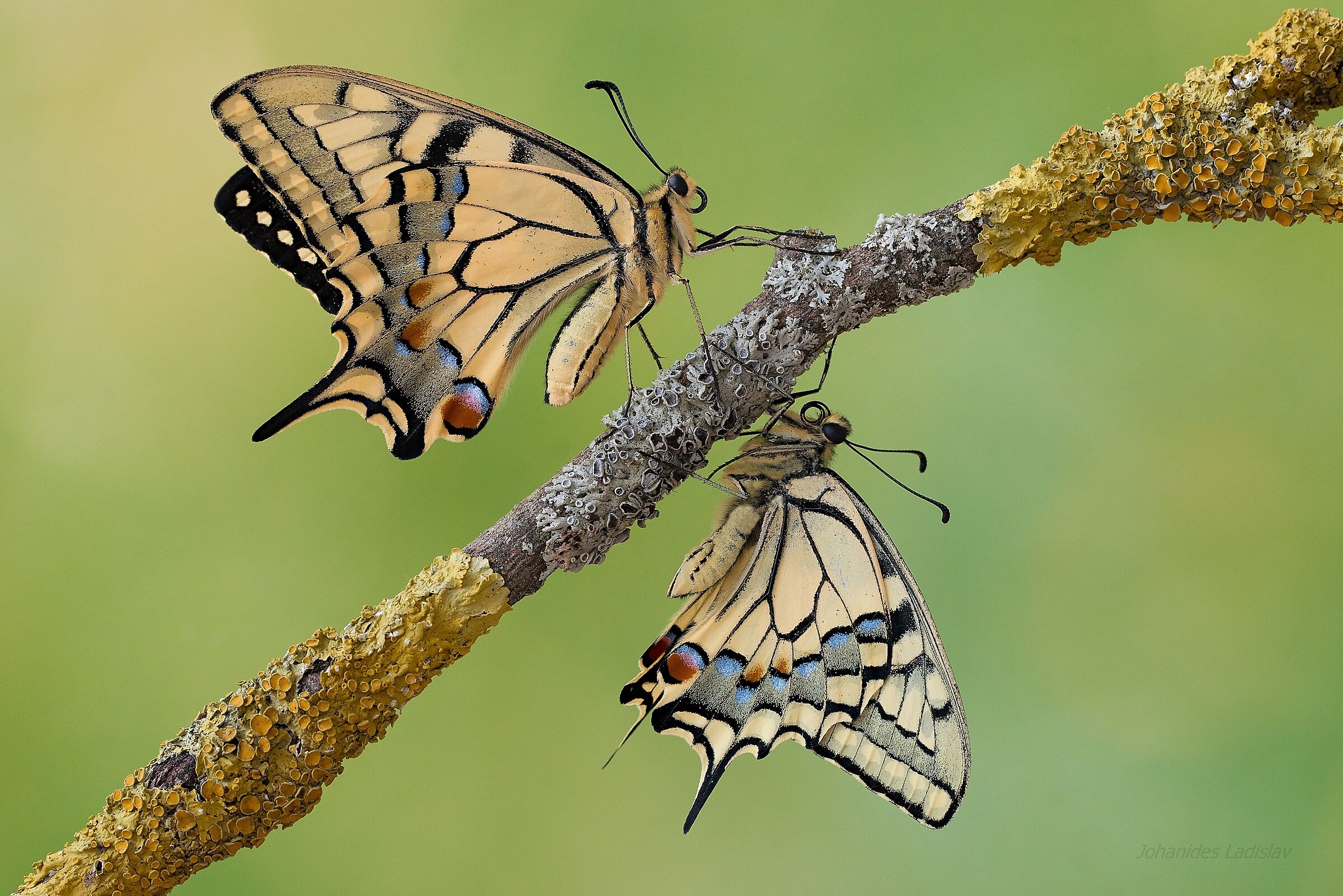 Papilio machaon