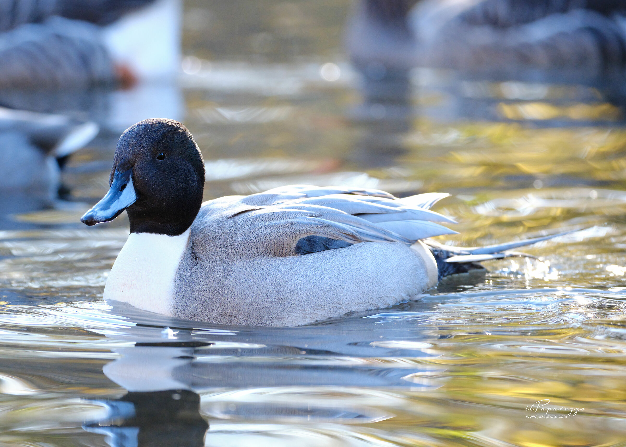 Common Pintail