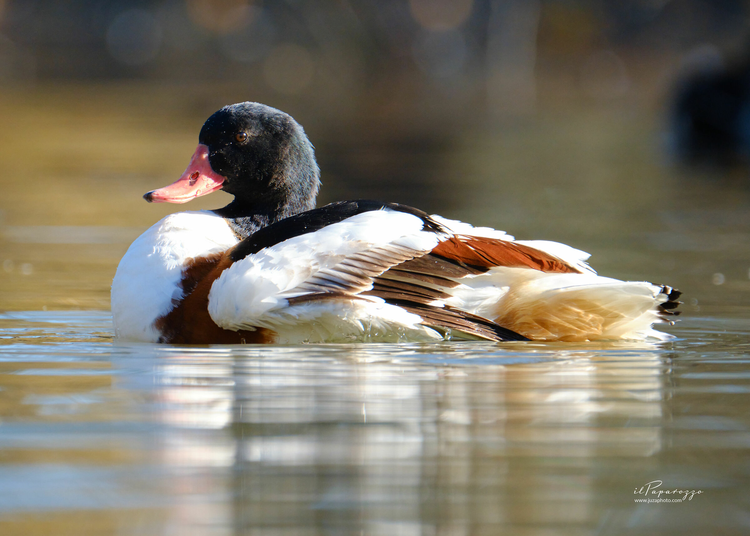 Common shelduck