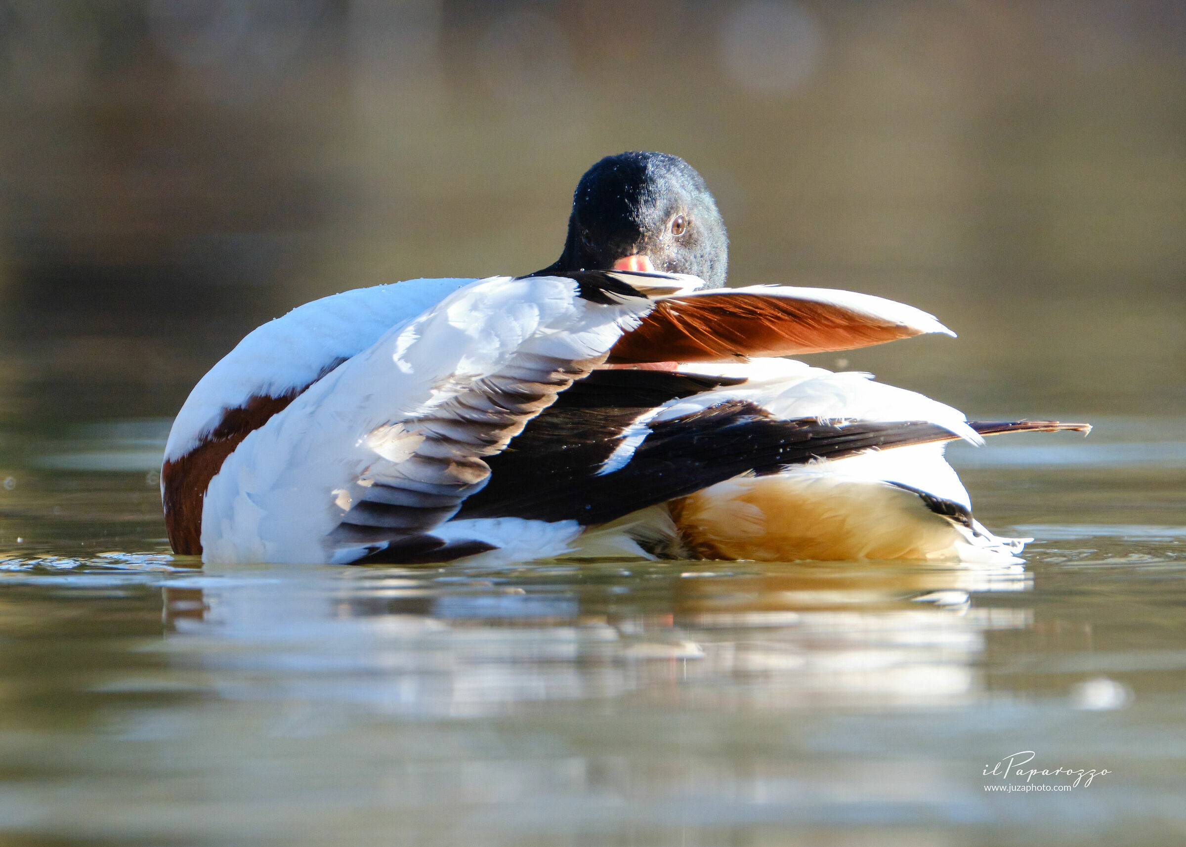Common shelduck