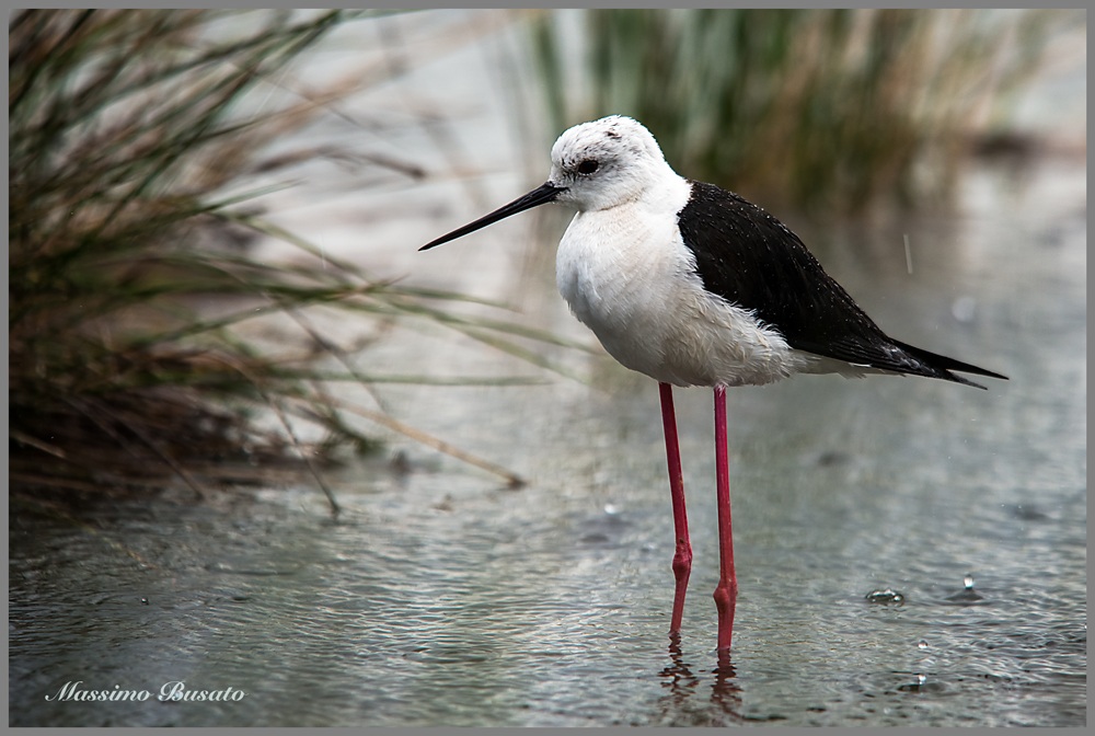 cavaliere sotto la pioggia