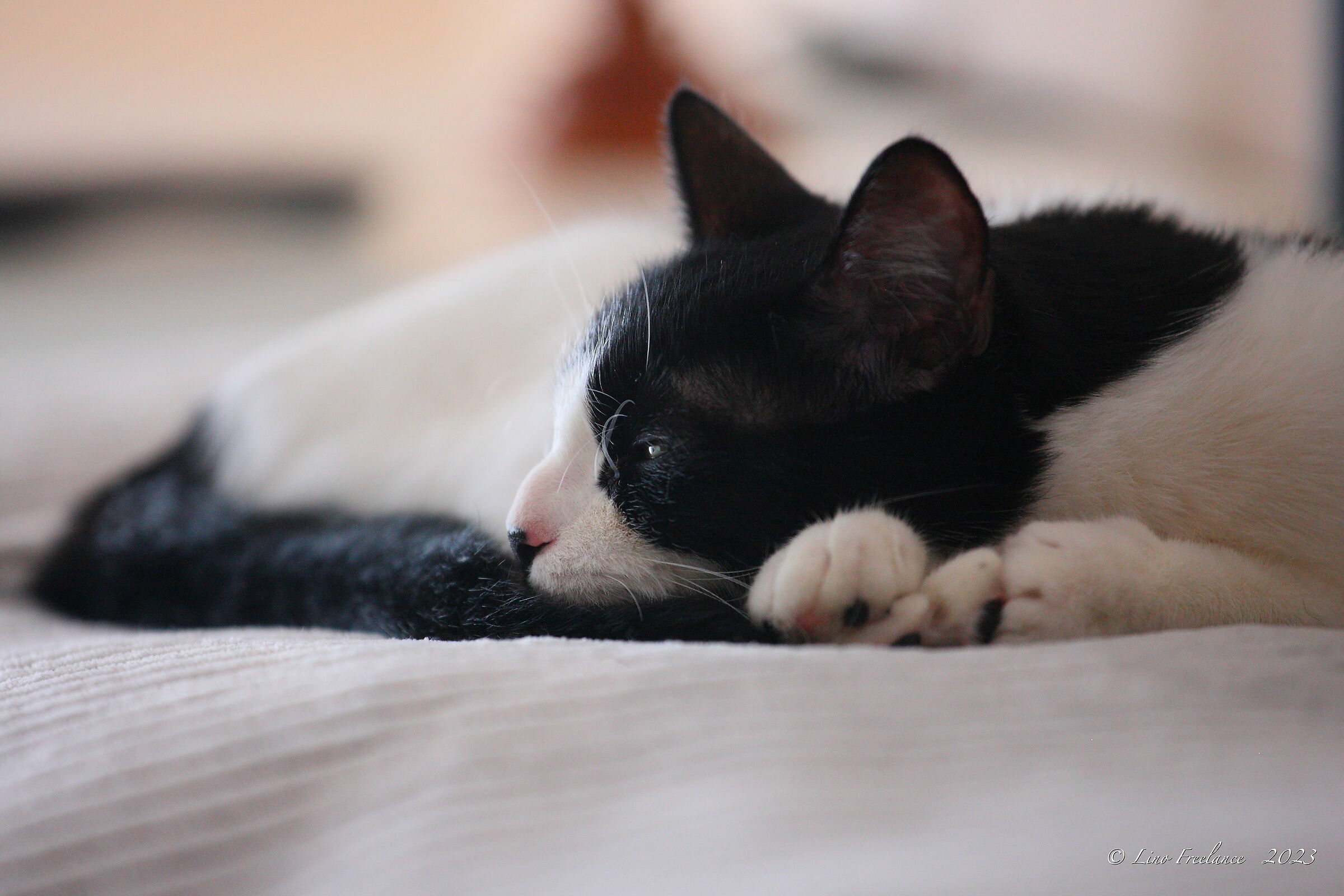 Il primo abbiocco pomeridiano.