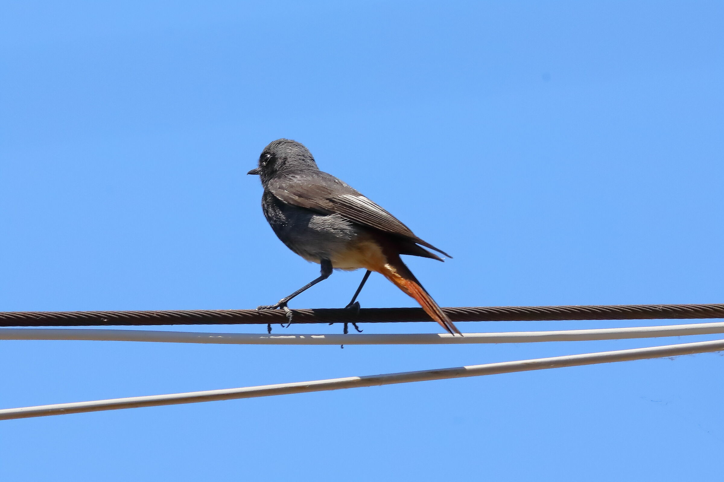 Redstart 25-06-2023