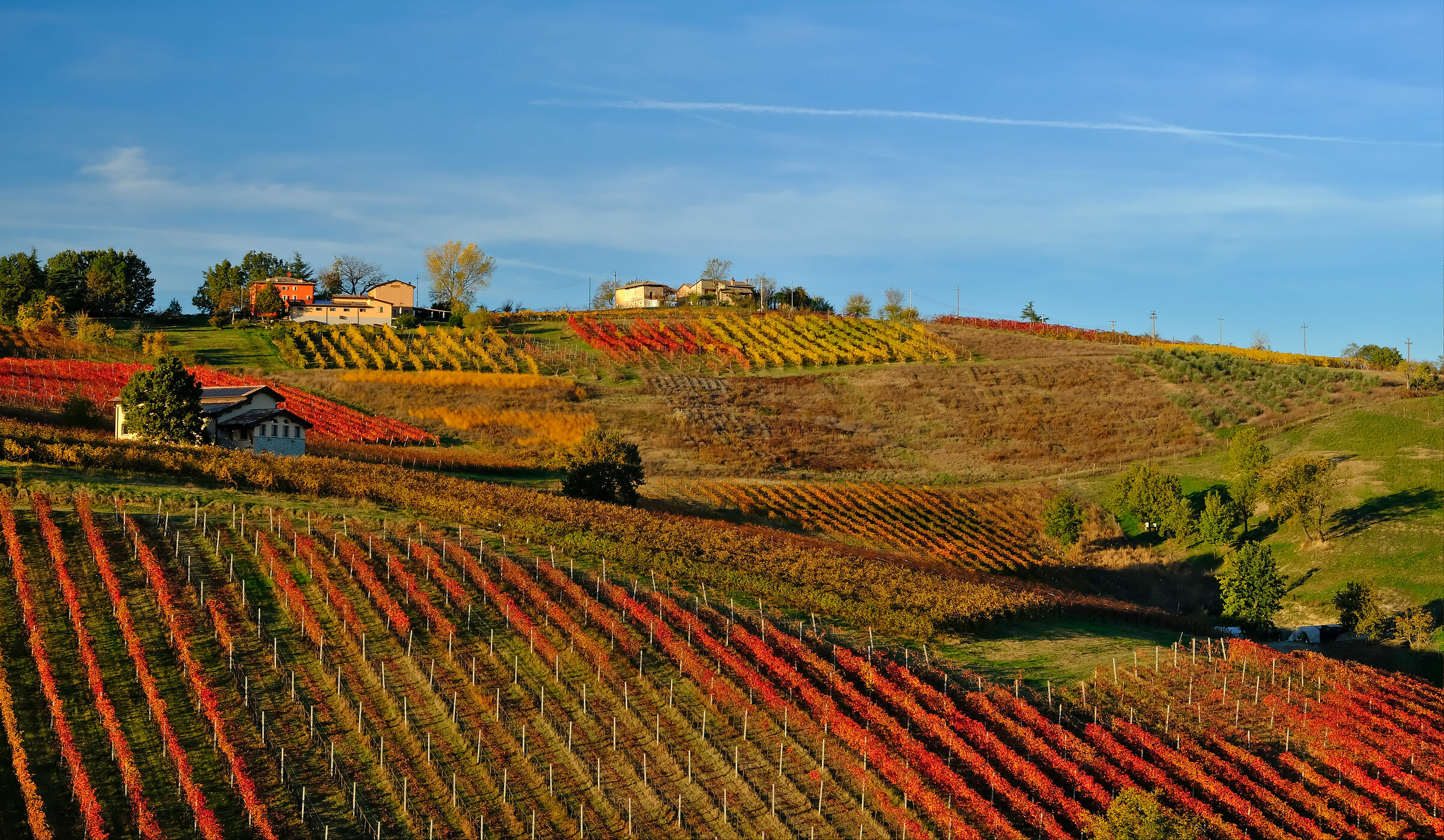 Colline del Lambrusco
