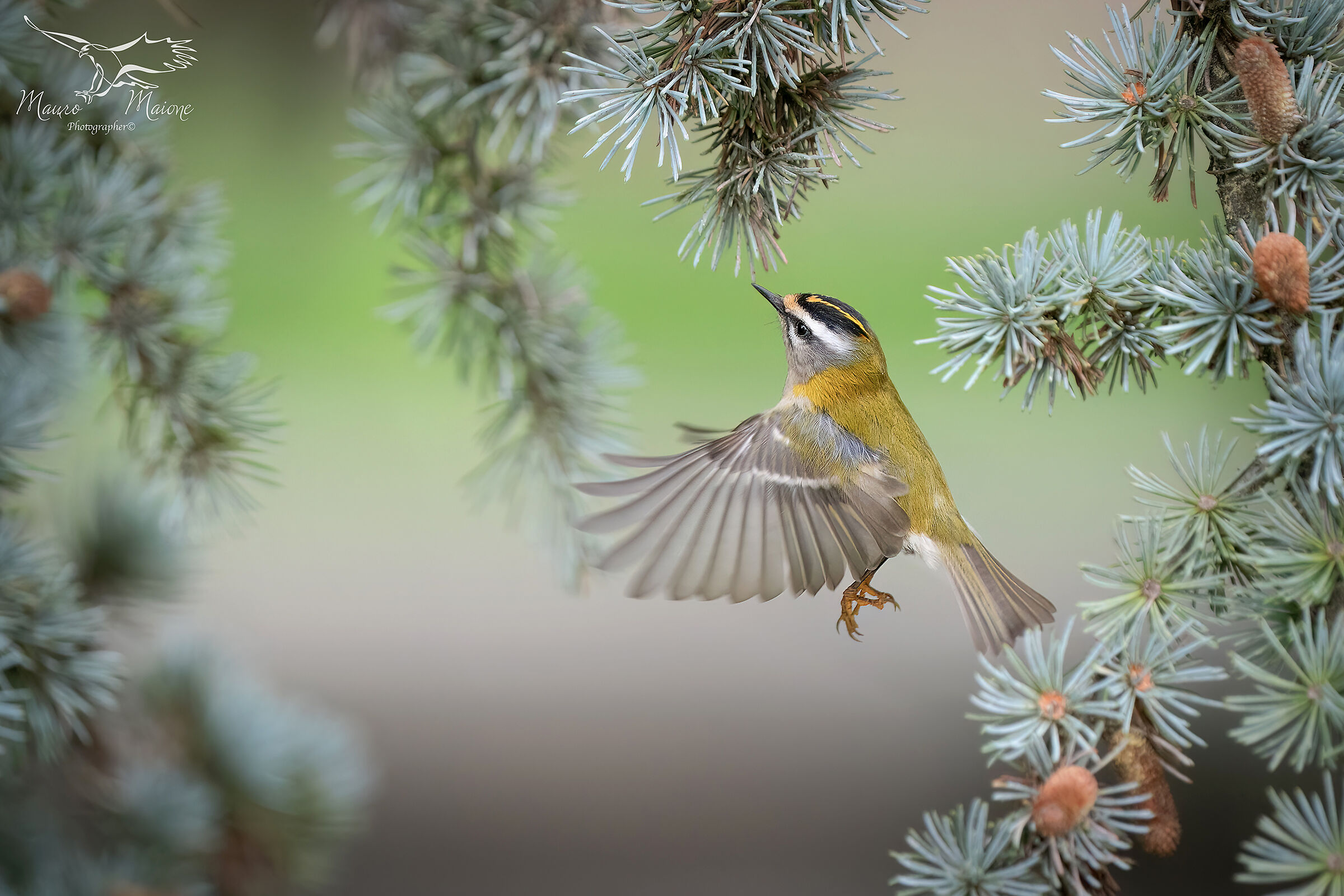 Armonia  (fiorrancino)