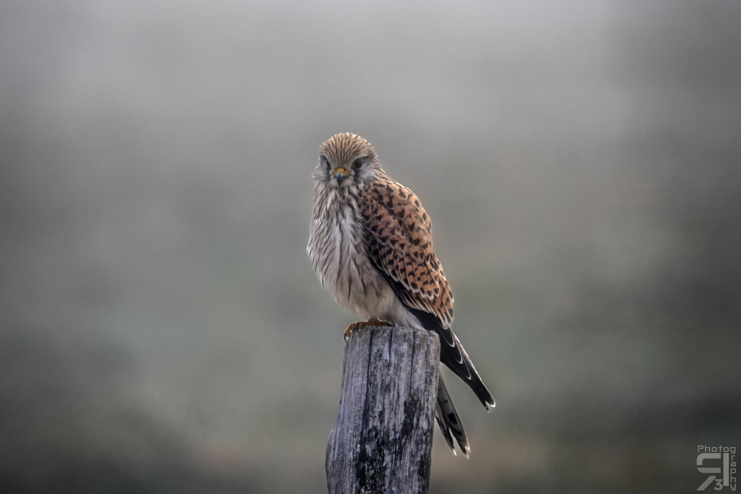 Gheppio nella nebbia