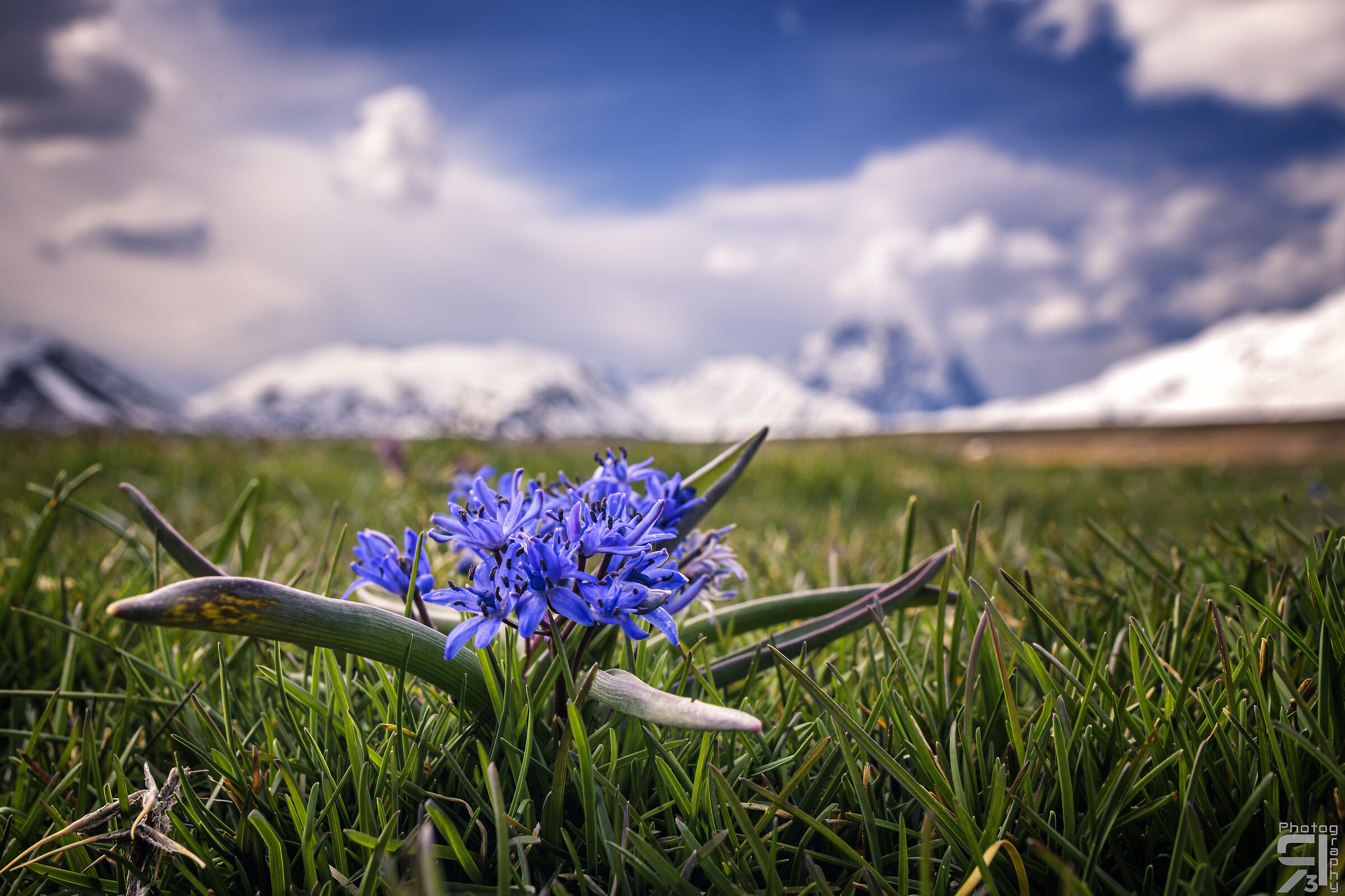 Scilla bifolia and the Corno Grande