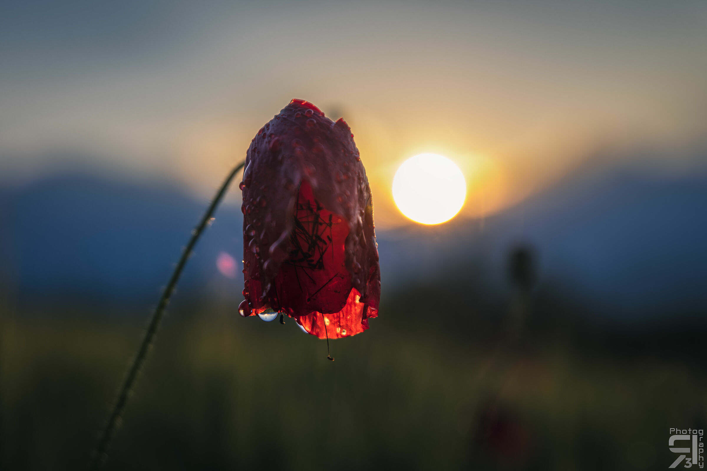 Papavero gocciolante