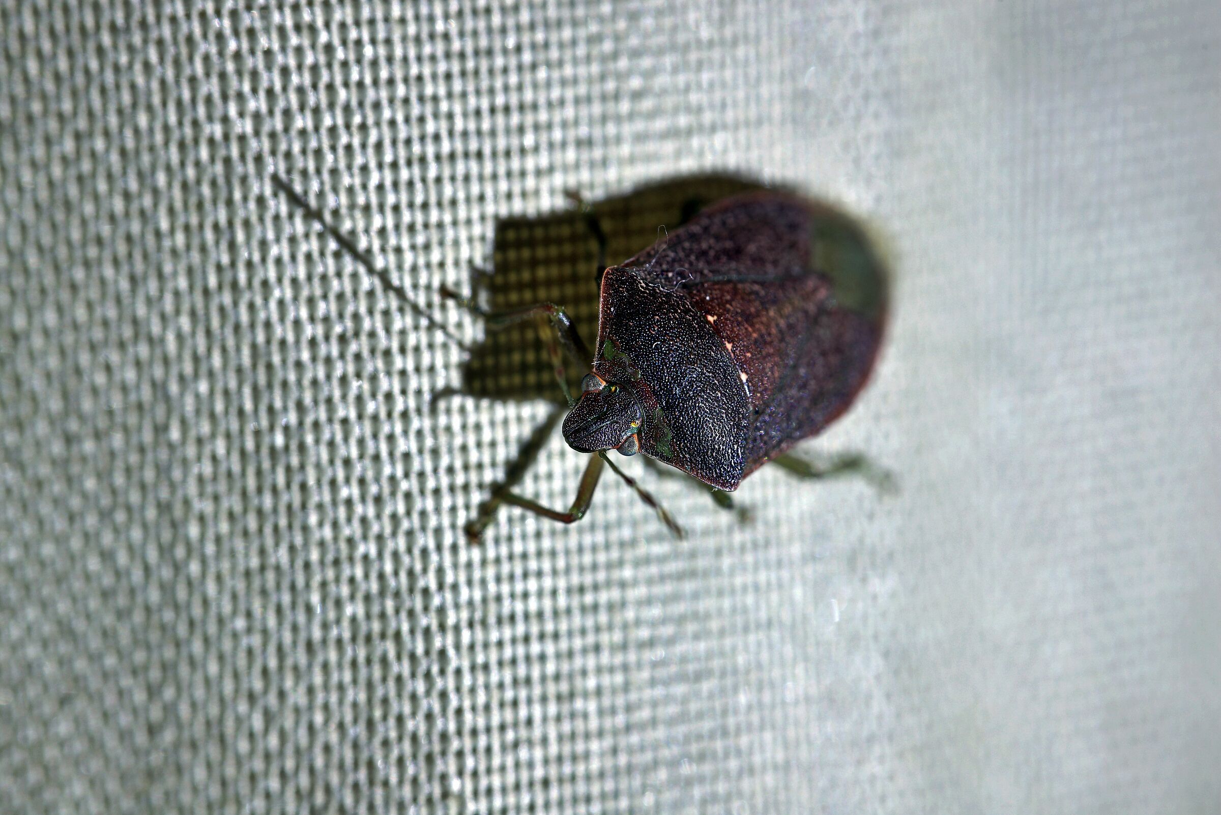"Palomena prasina"....Lo scaldapuzza