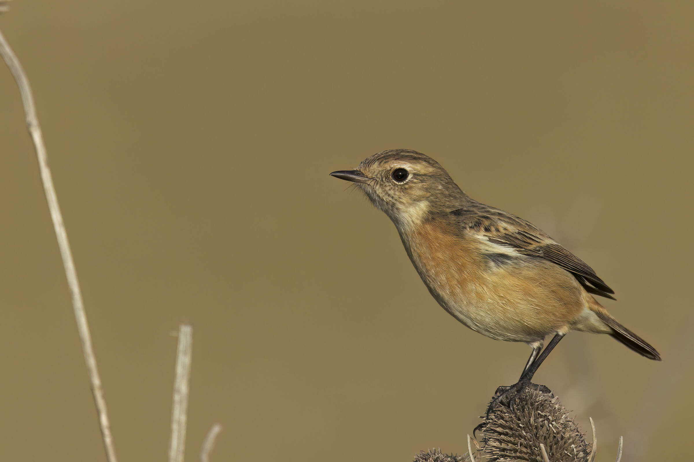 saltimpalo piena risoluzione