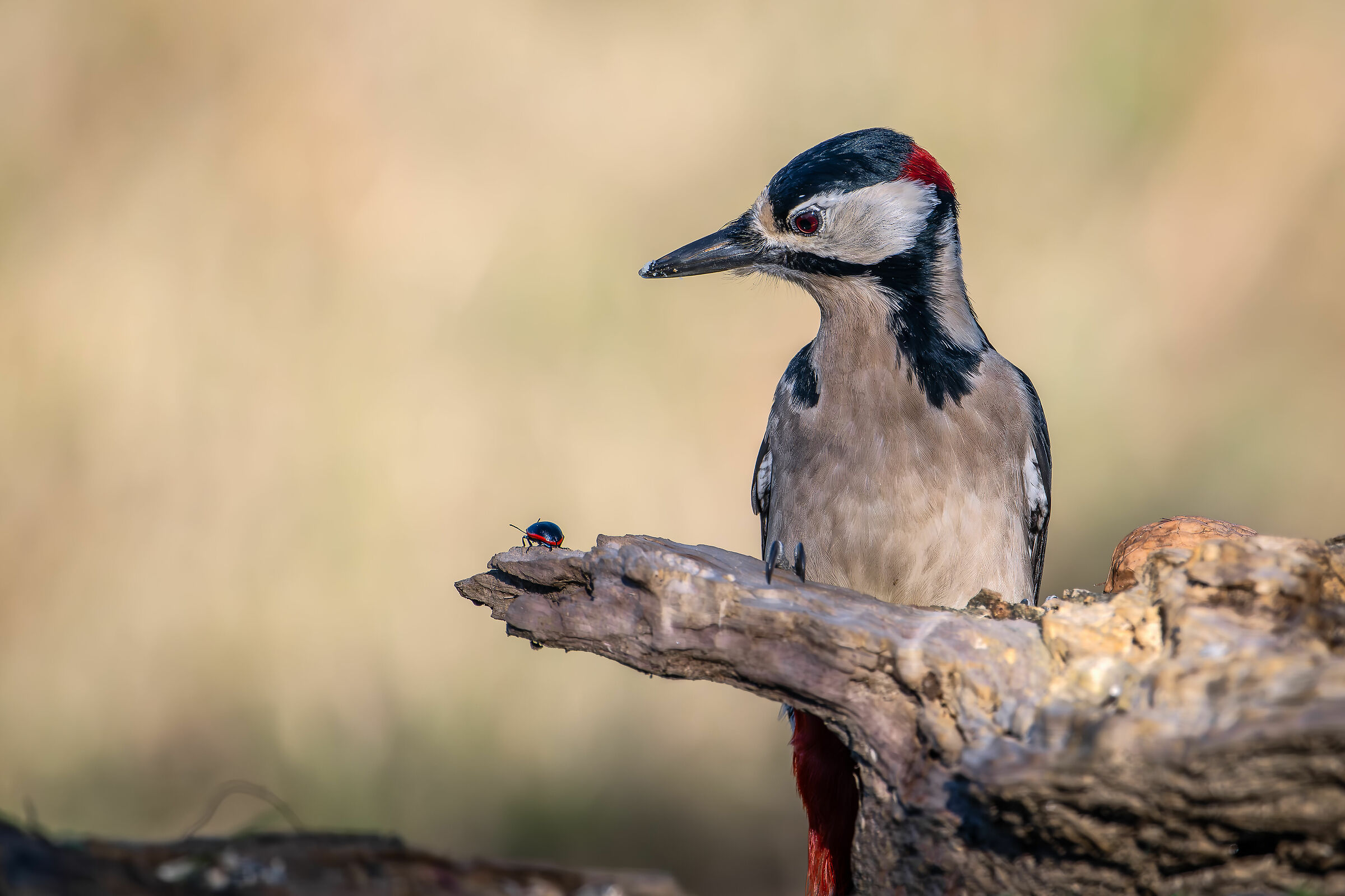 Spotted woodpecker #capannocora