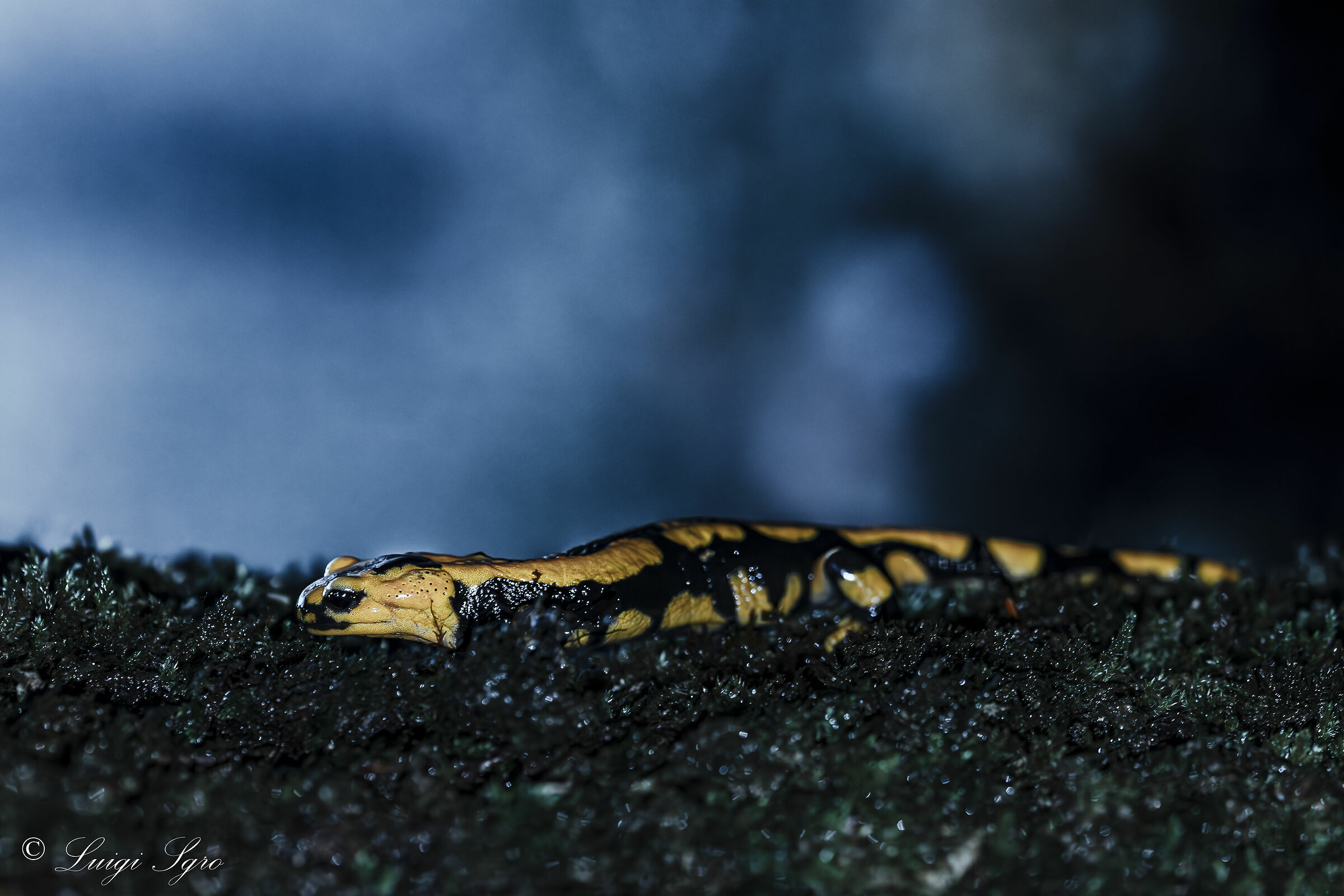 Salamandra Pezzata al crepuscolo
