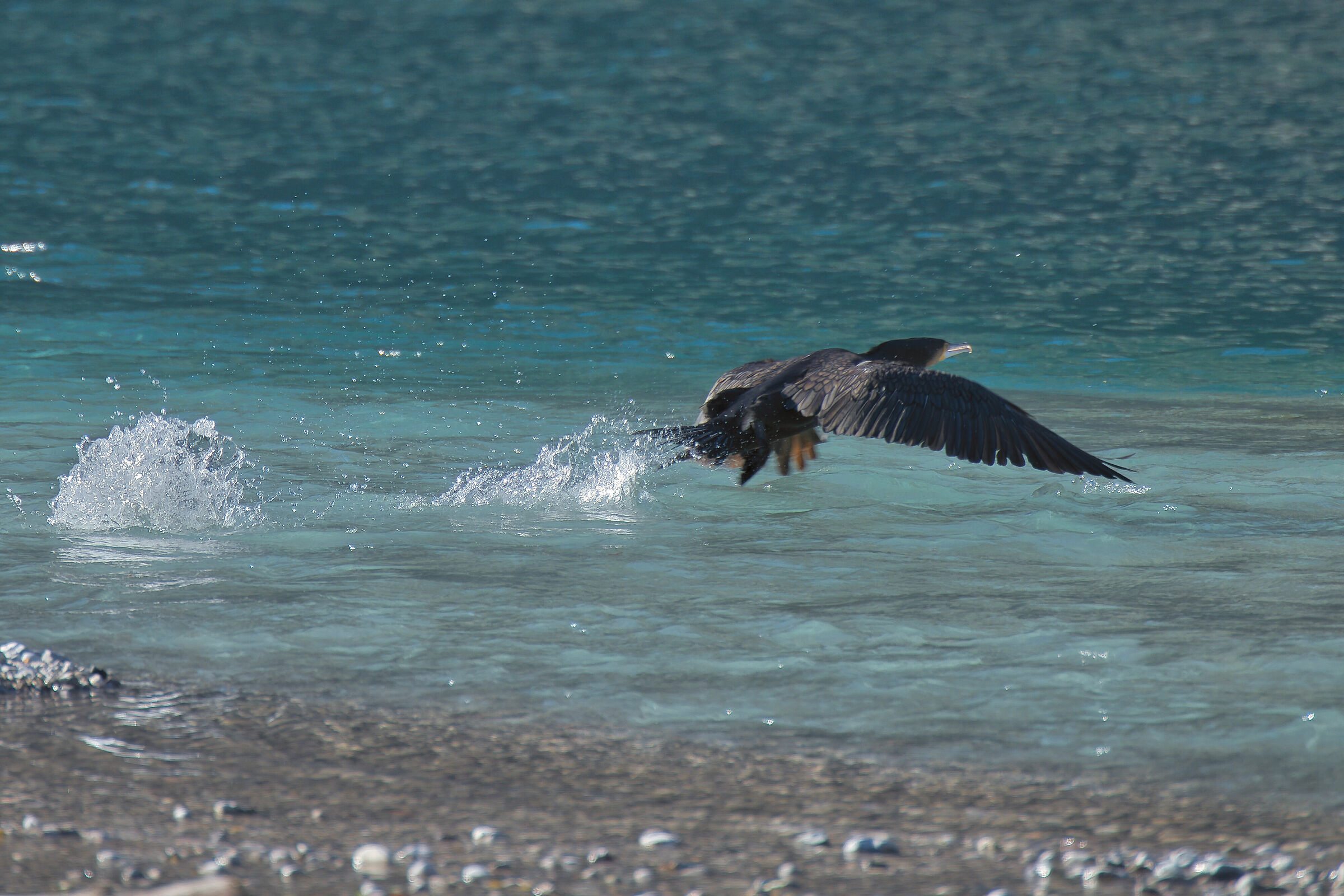 cormorant