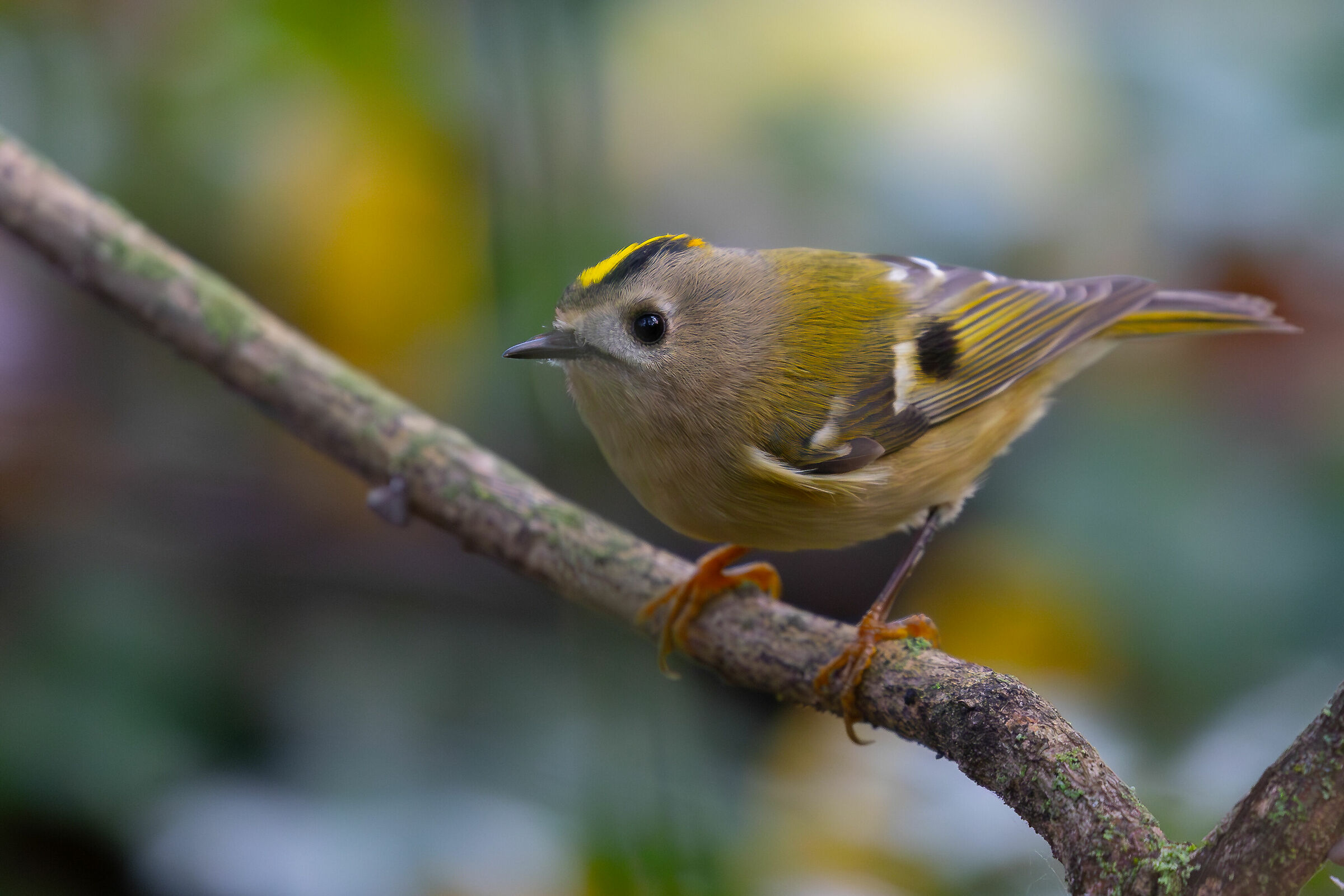 Goldcrest