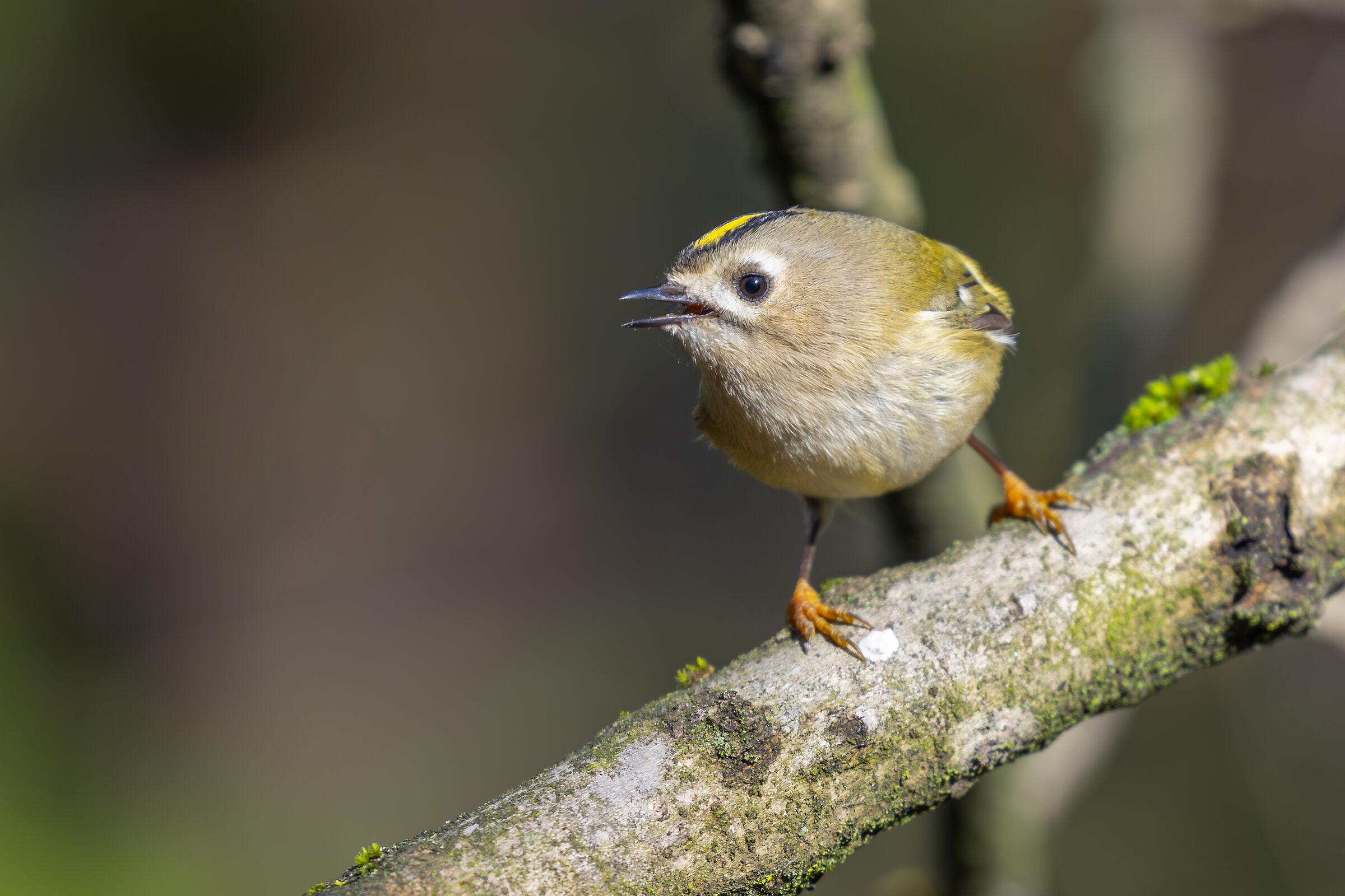 Goldcrest