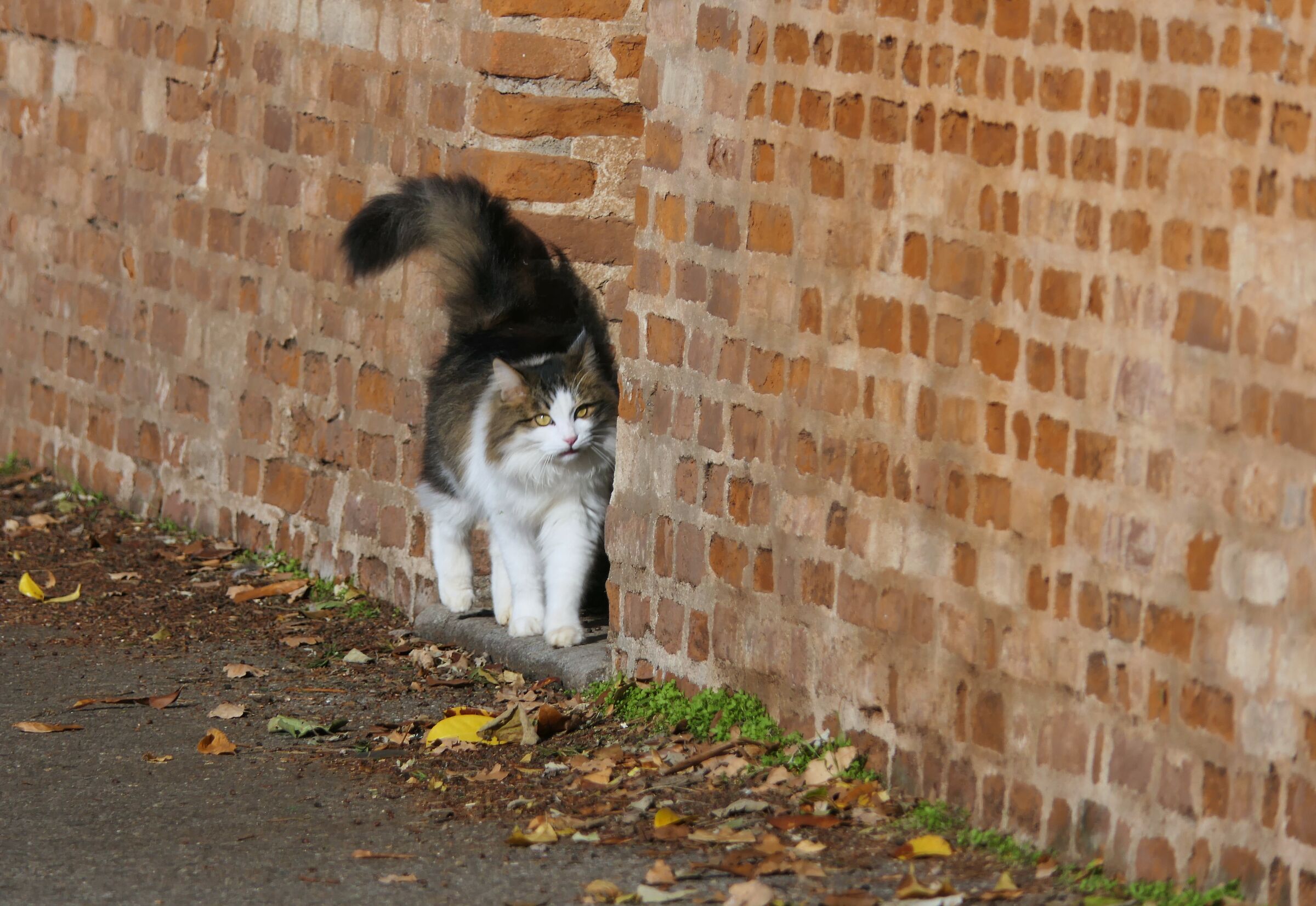 la coccolona del naviglio