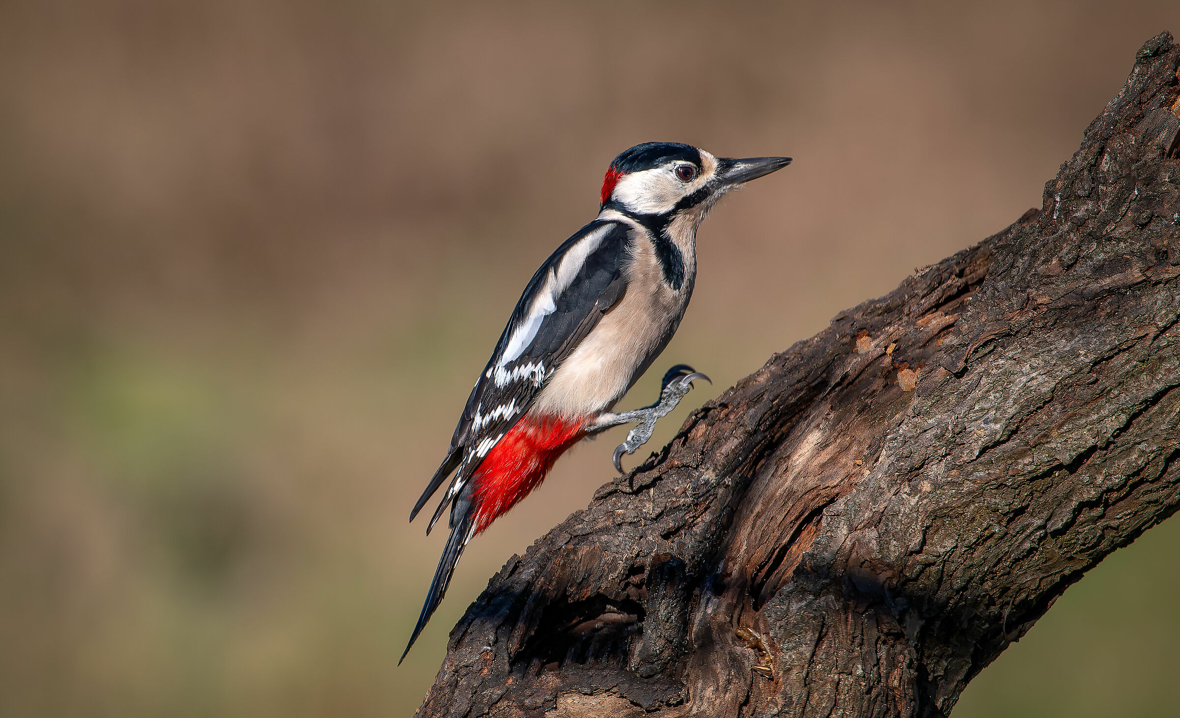 Spotted woodpecker #capannocora