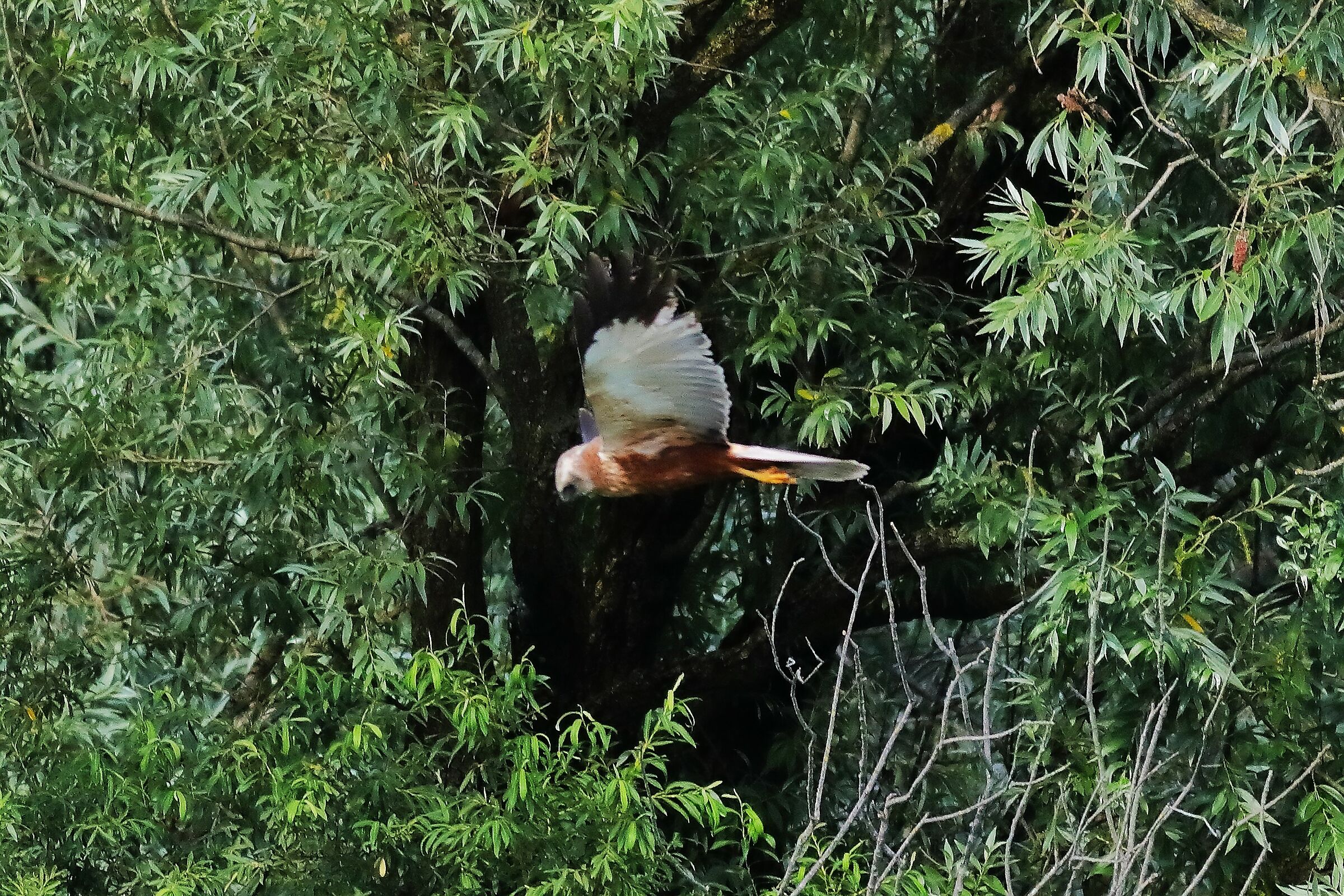 Marsh Harrier 29-06-2023