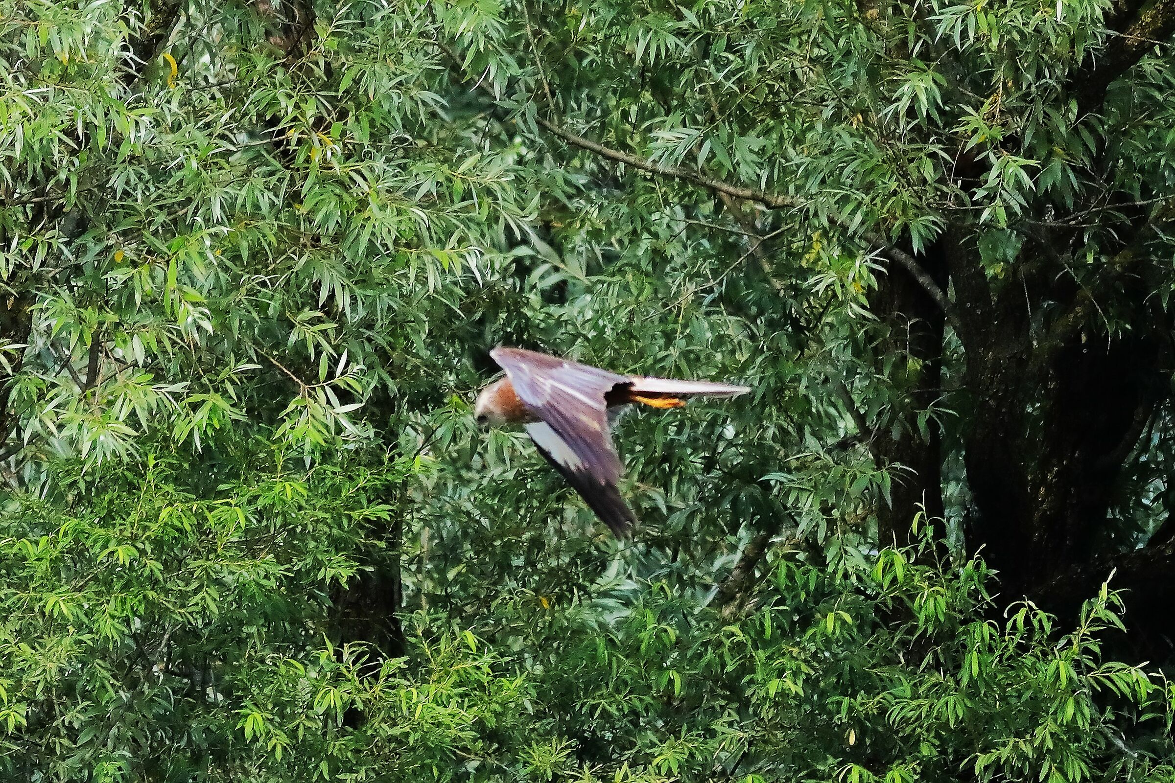 Marsh Harrier 29-06-2023