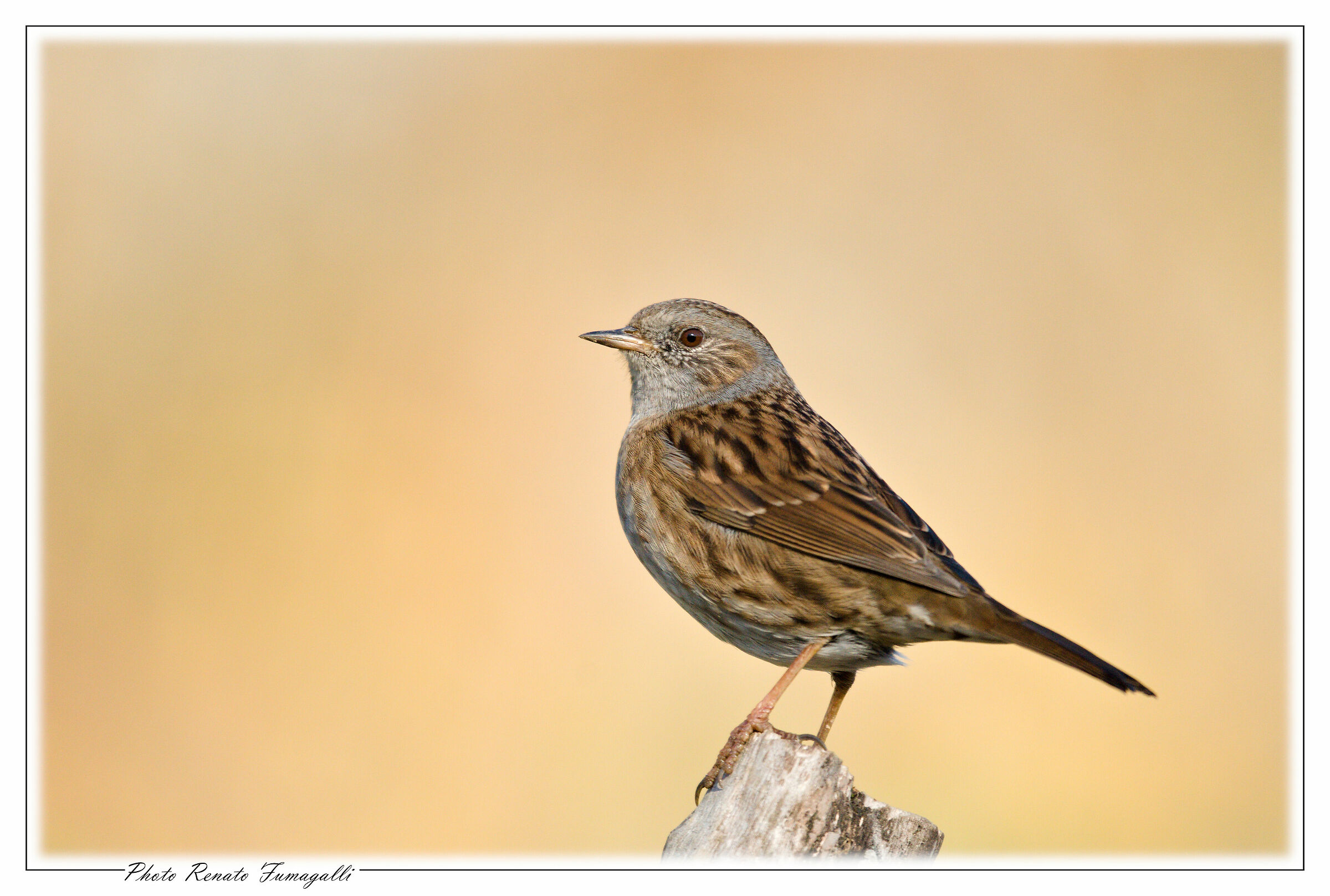 In posa. Passera scopaiola