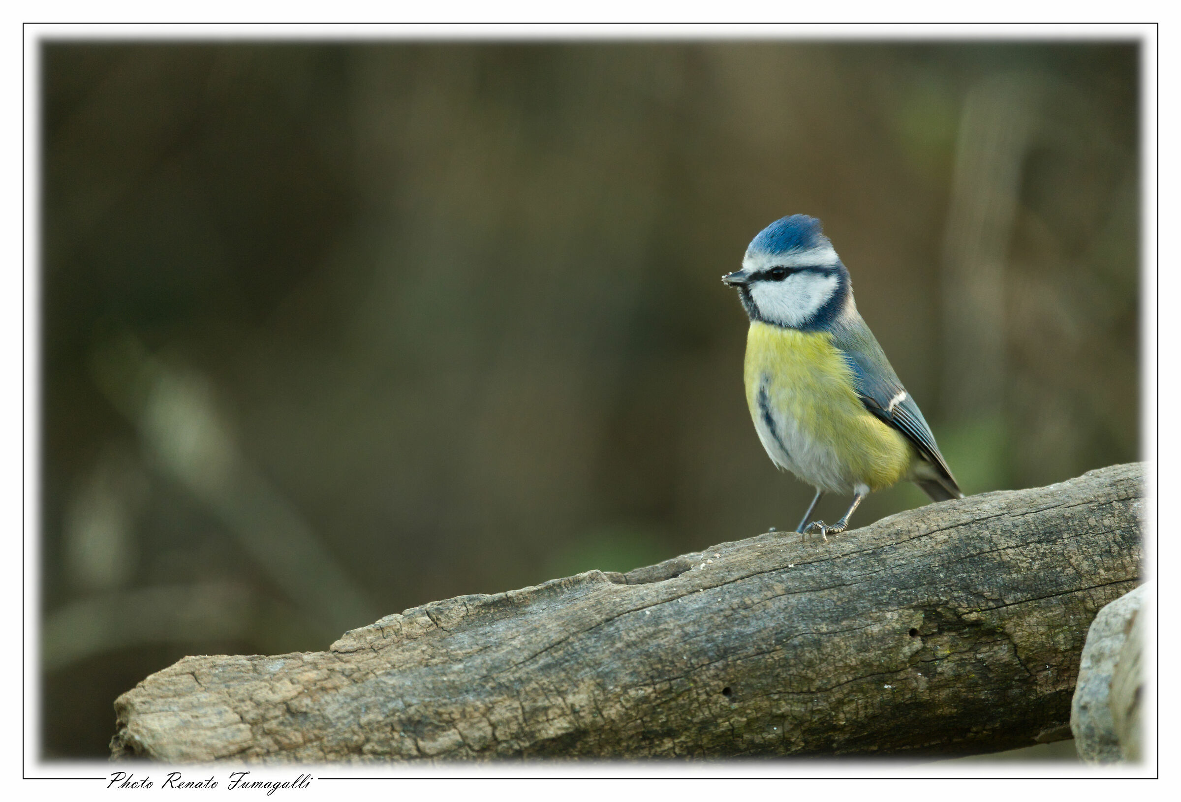 Allarmata da uno sparo. Cinciarella