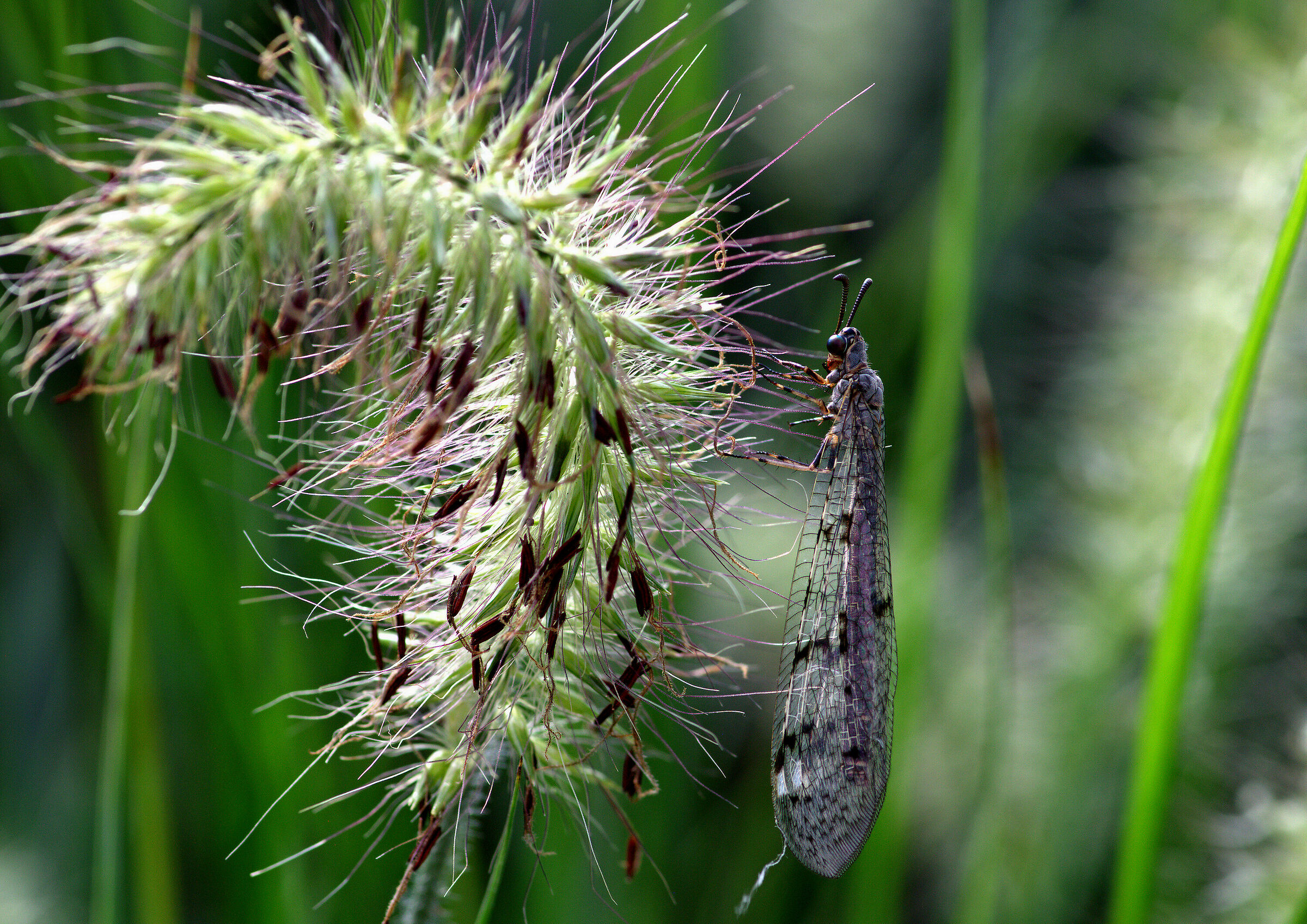 antlion, (family Myrmeleontidae)