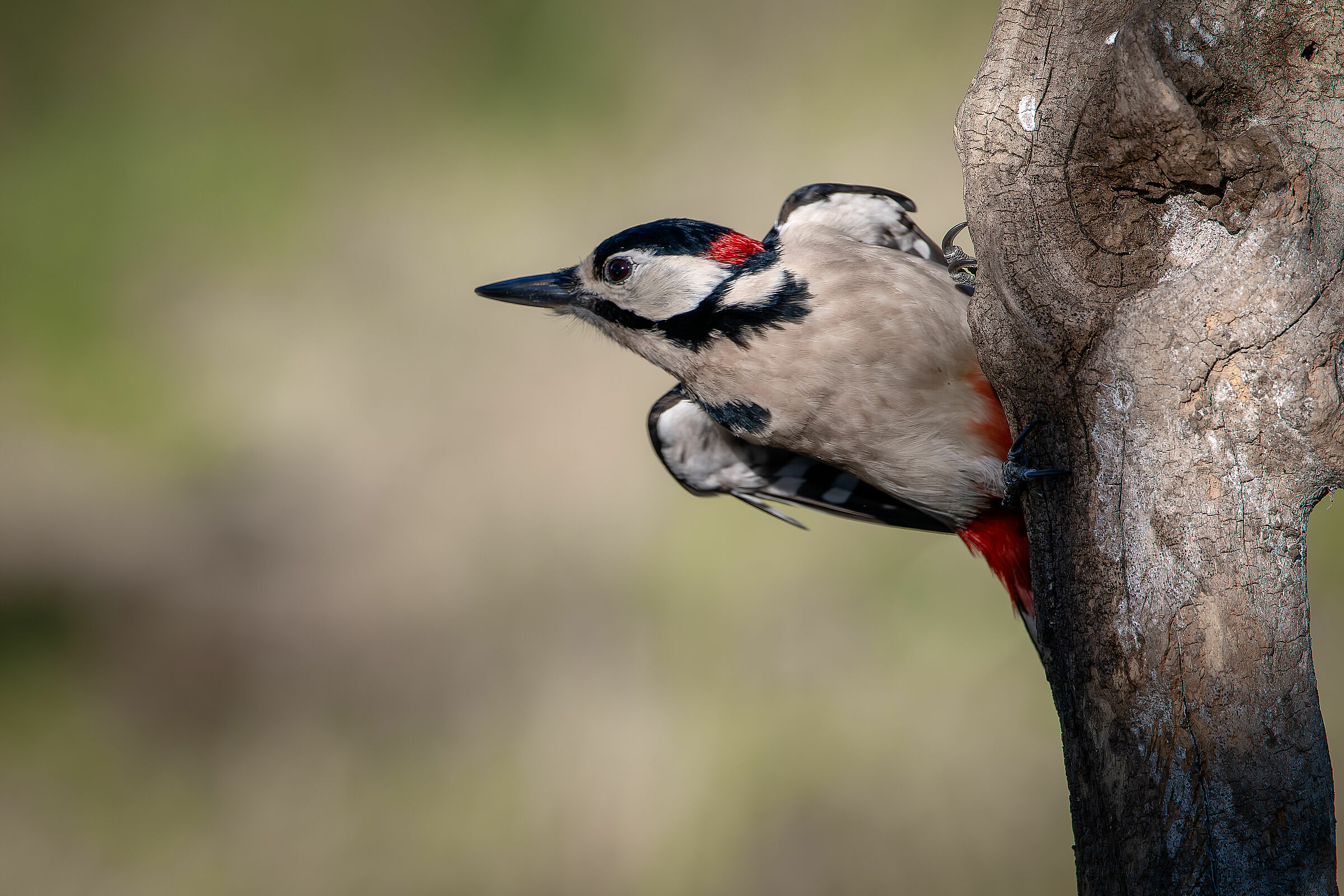 Spotted woodpecker #capannocora