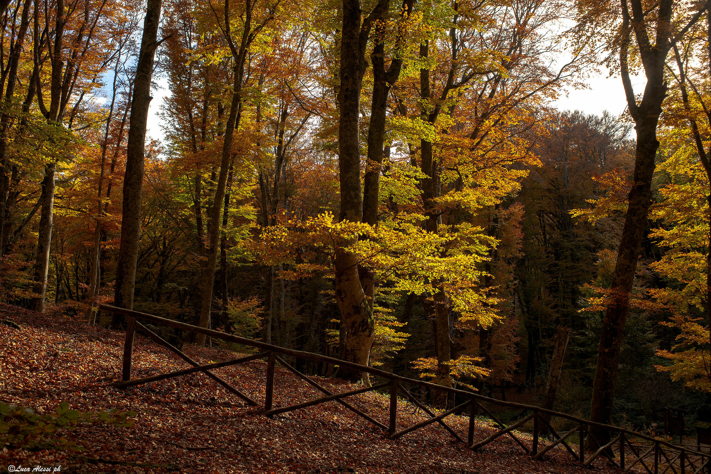 Autumn in the beech forest