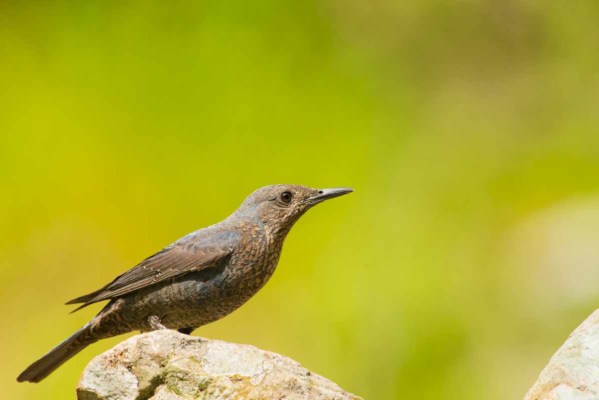 frmmina di passero solitario