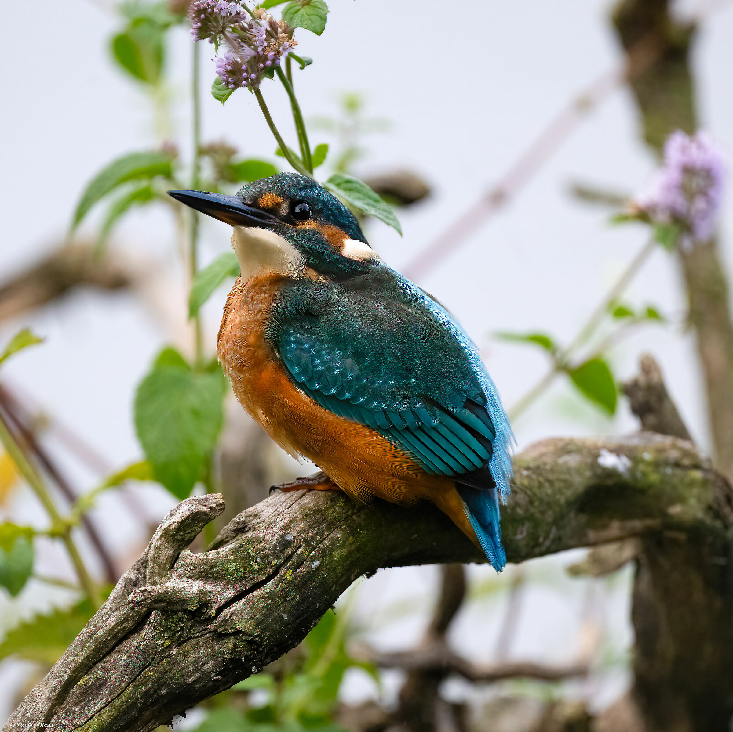 Kingfisher