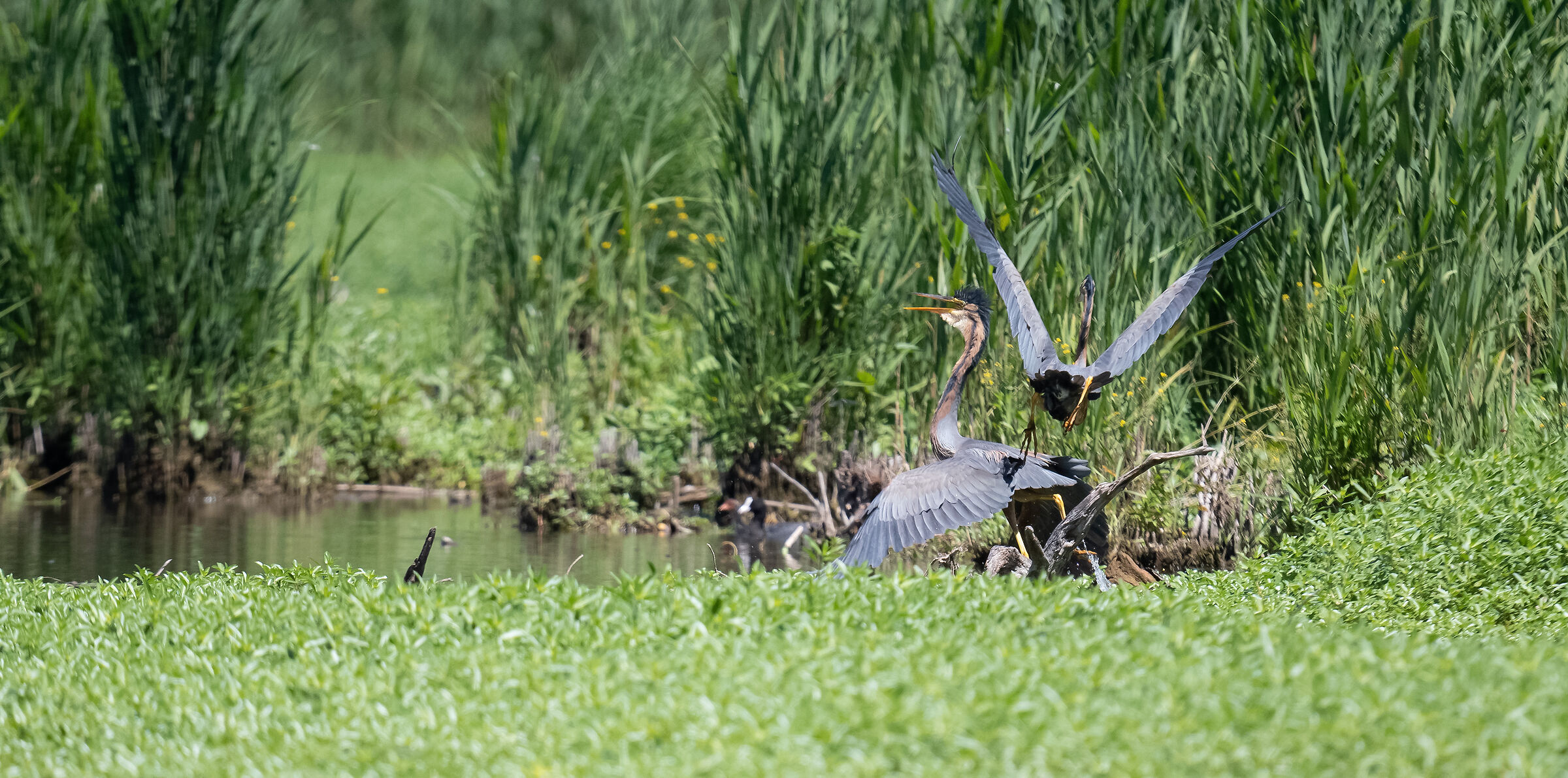 aironi rossi litigiosi