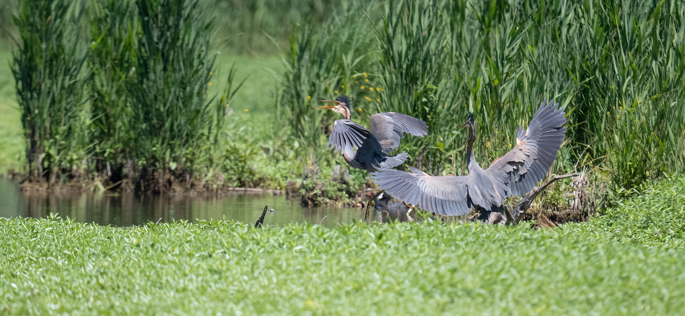 aironi rossi litigiosi