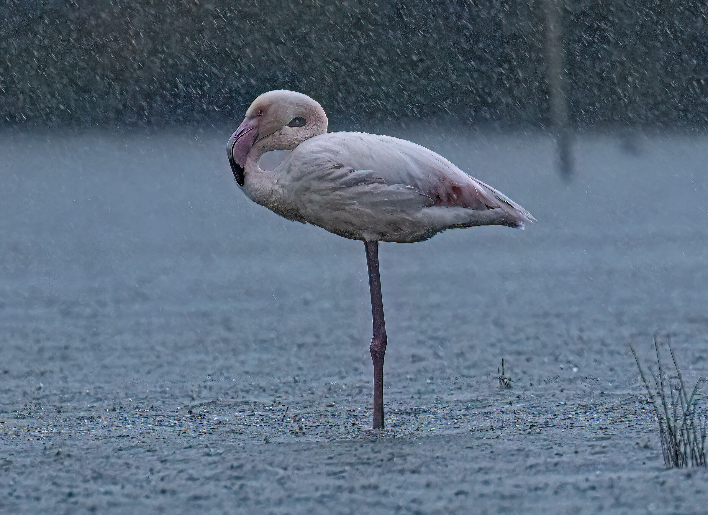 Pink flamingo in the rain