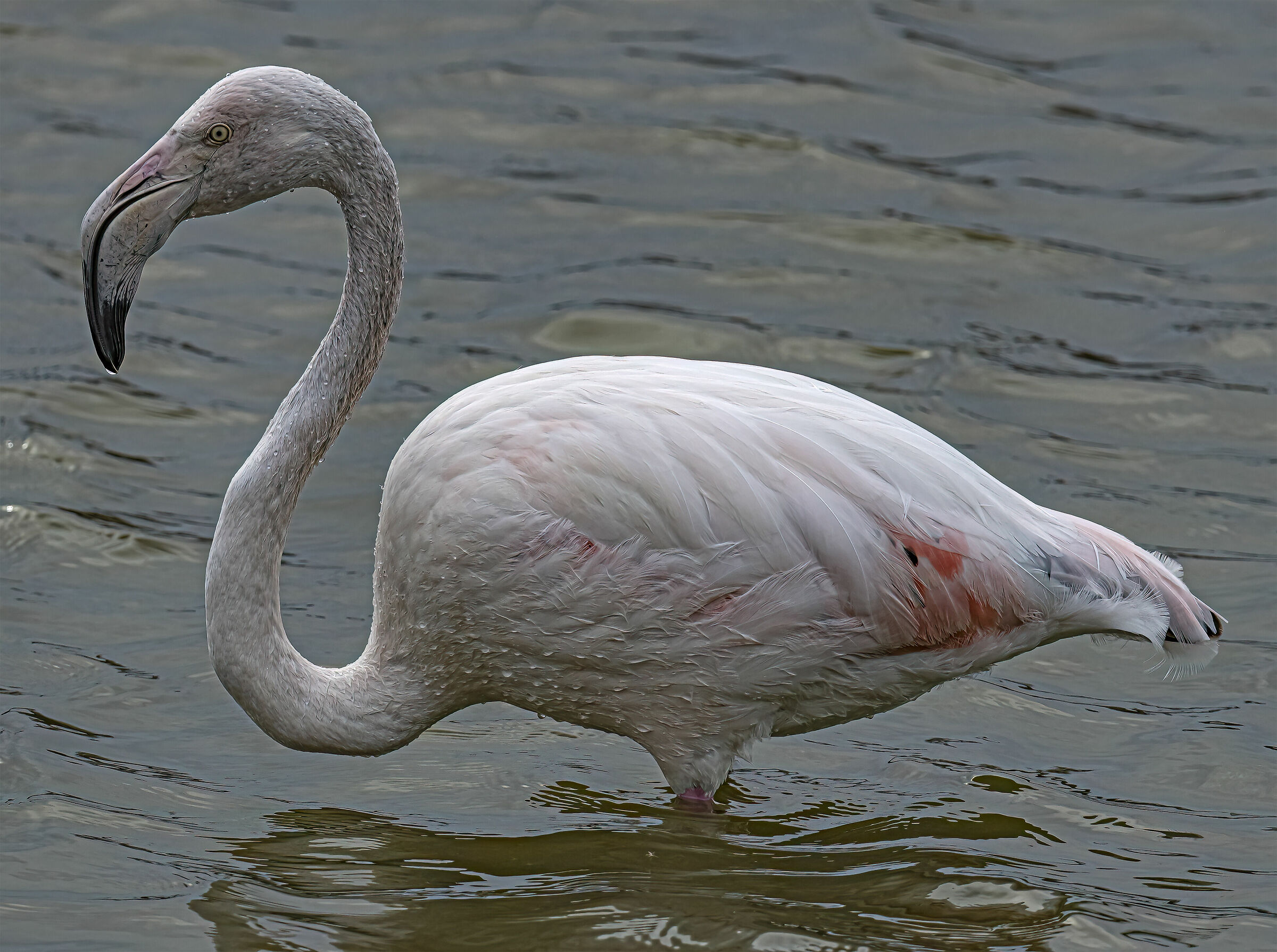 Fenicottero Rosa