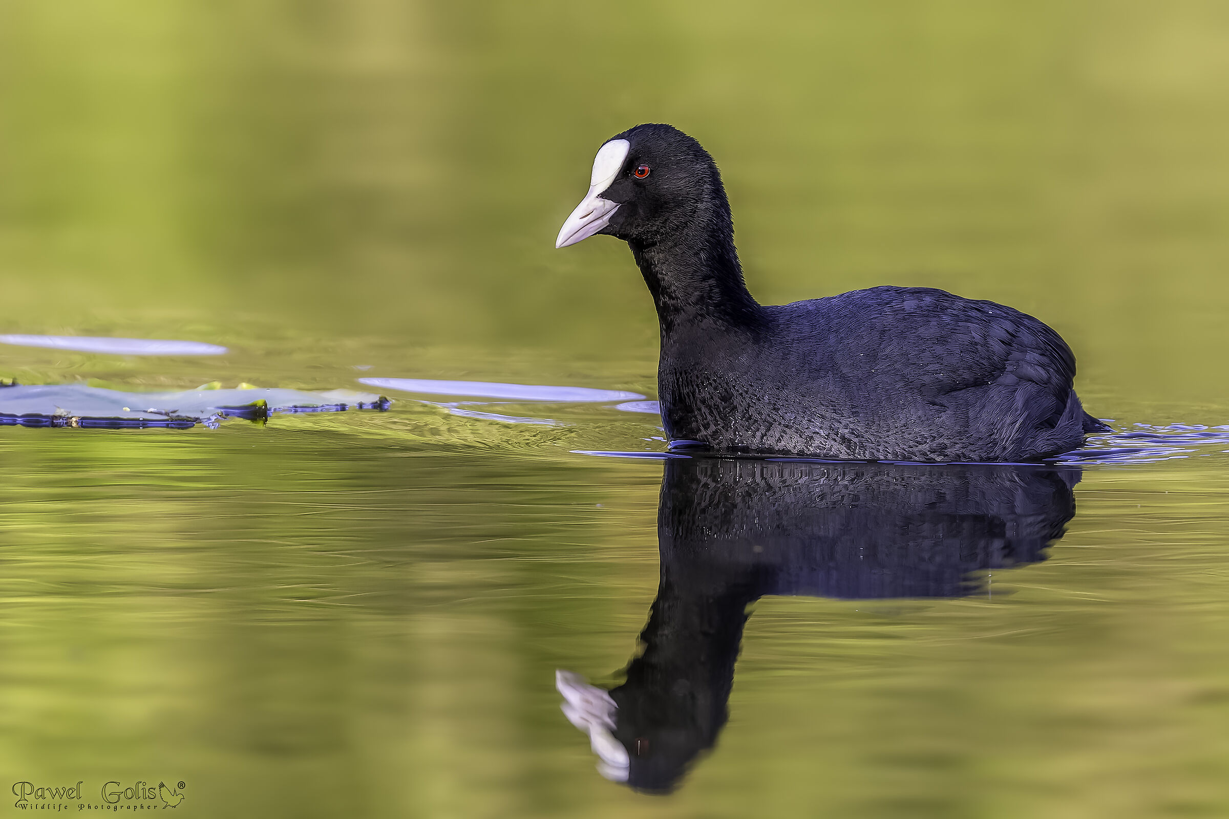 Folaga (Fulica atra)