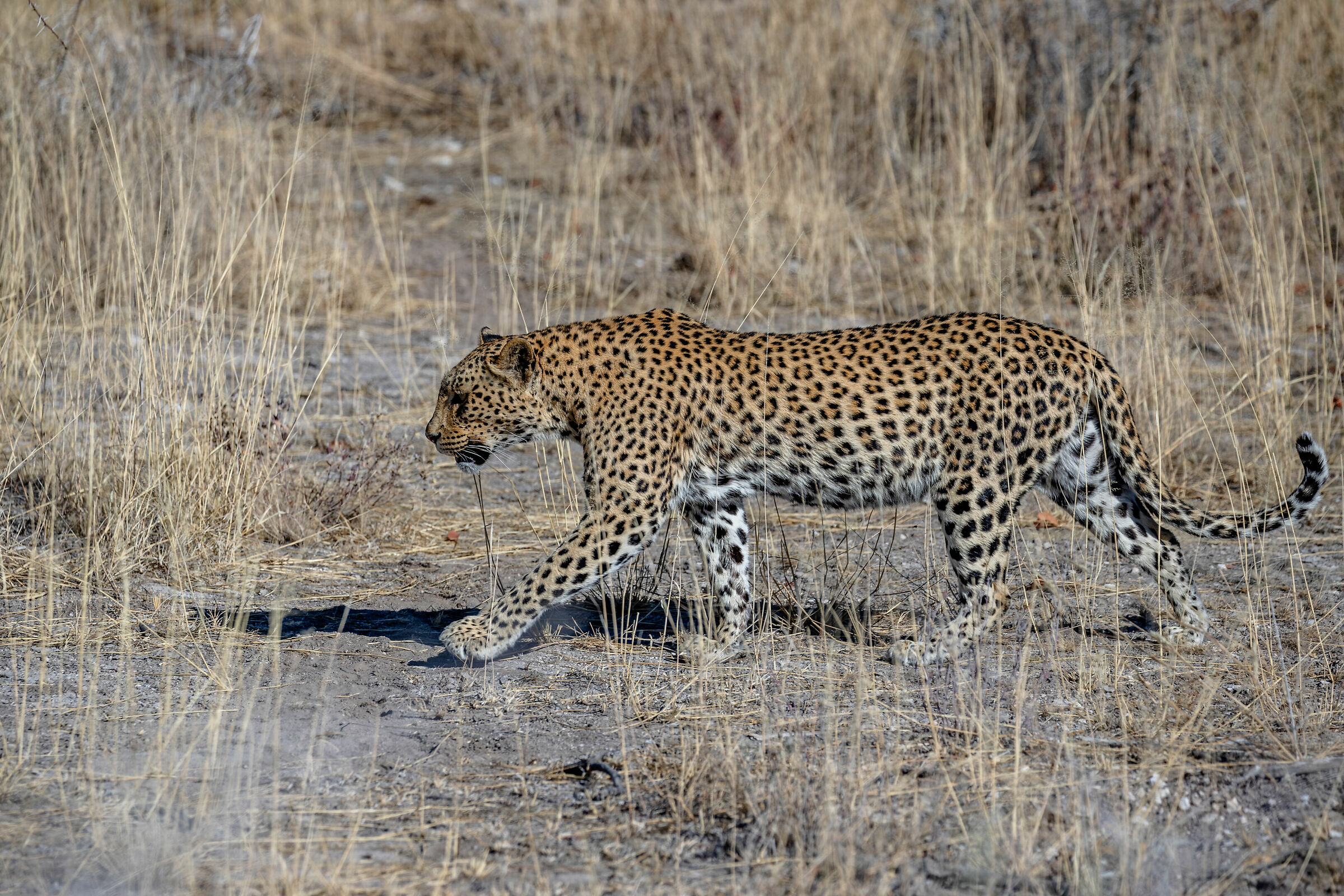 The Etosha Leopard