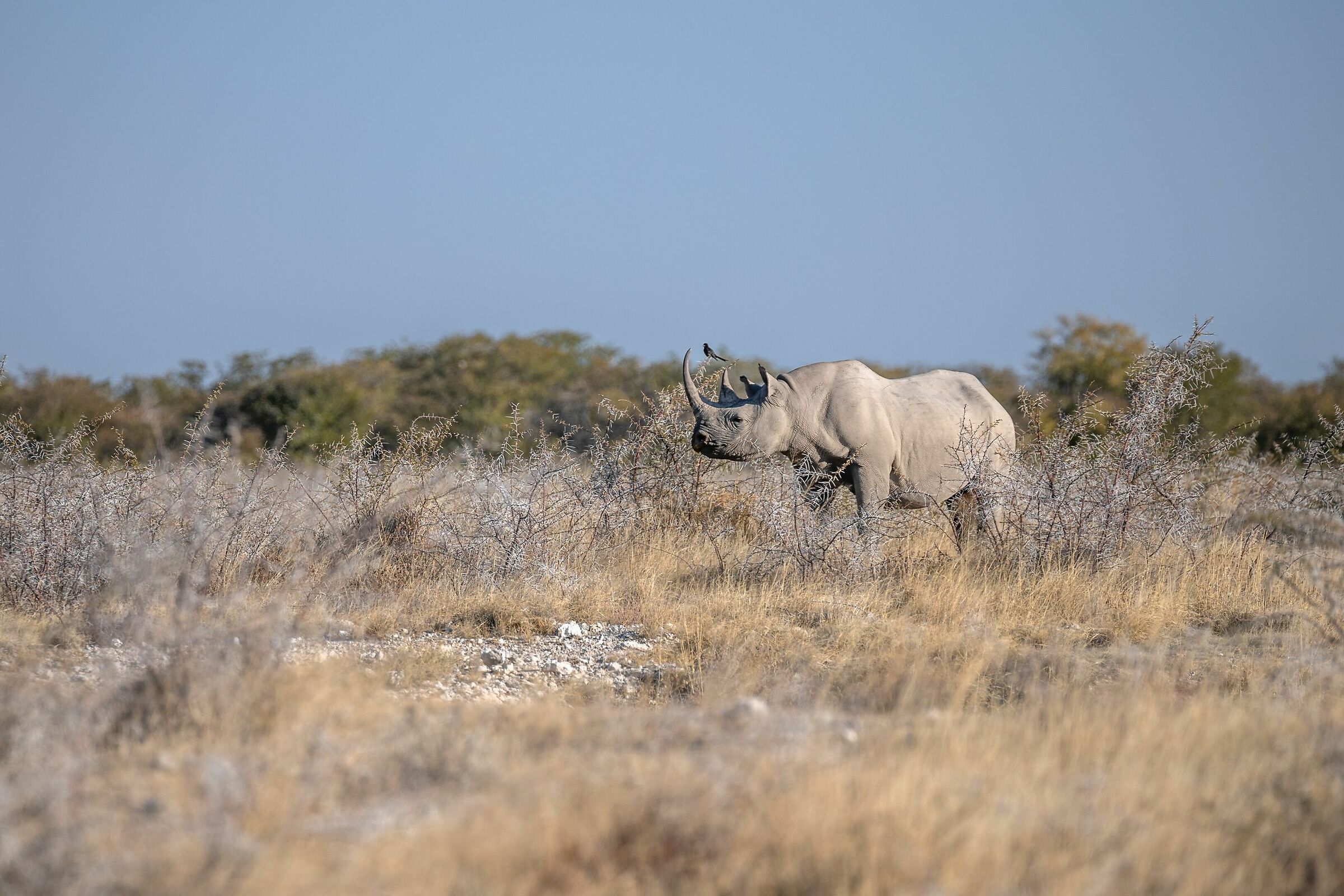 The Rino and the Little Bird