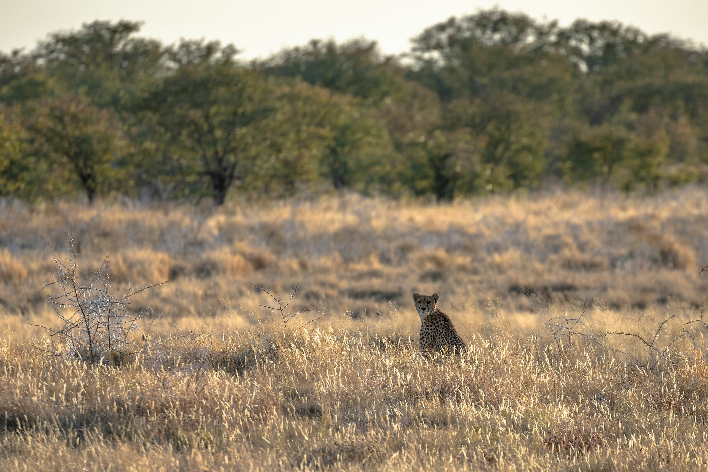 The Solitary Cheetah
