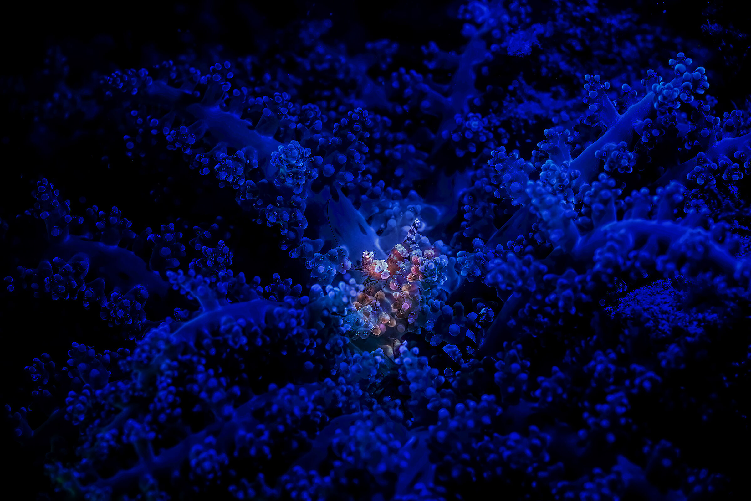 sexy shrimp