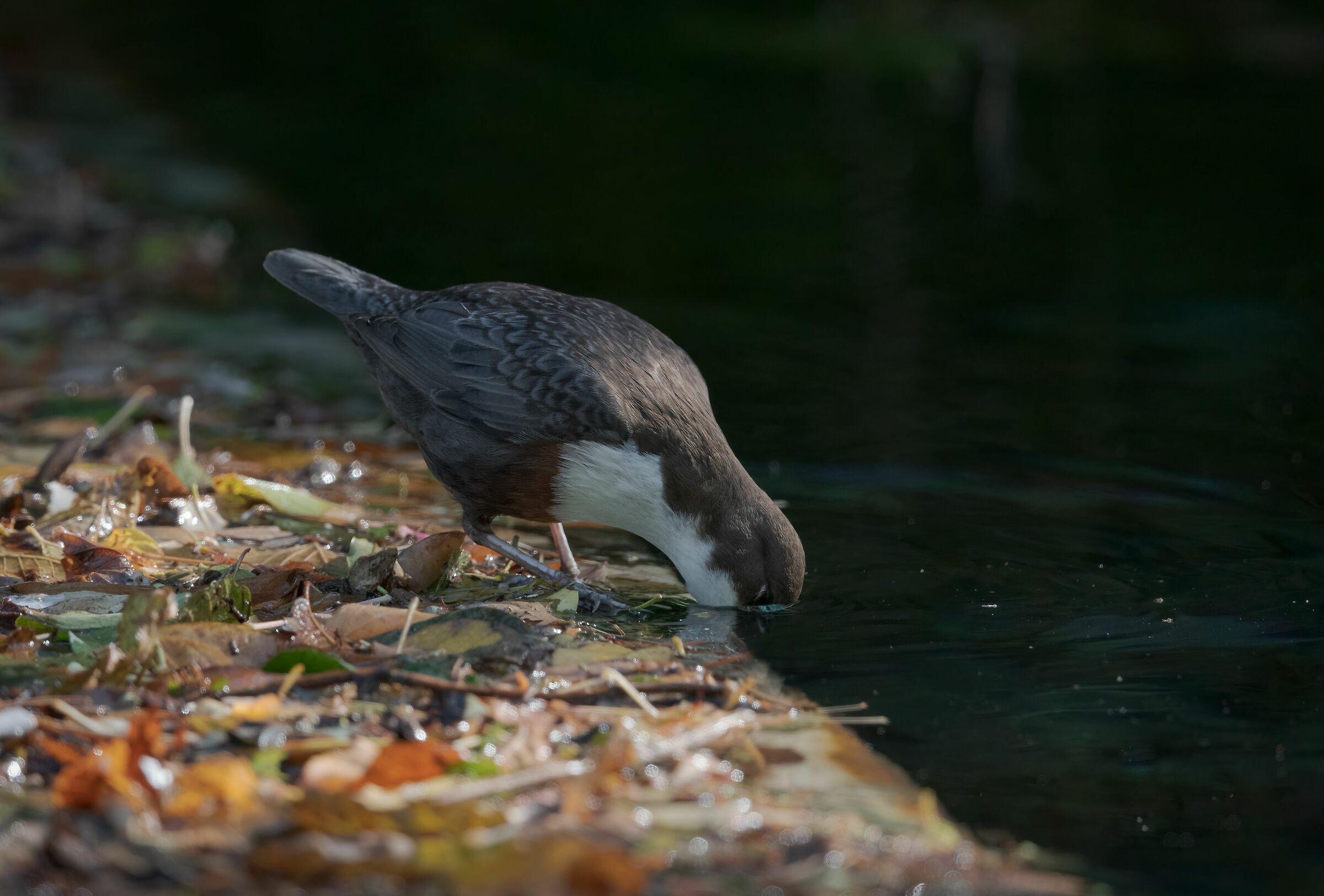 White-throated dipper