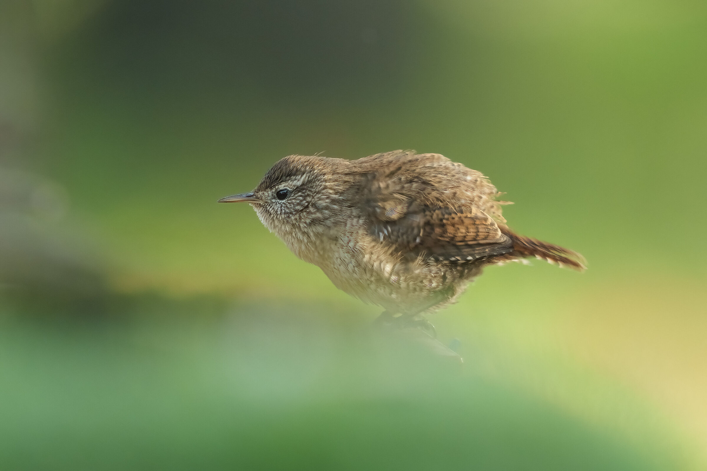 ritratto dello scricciolo