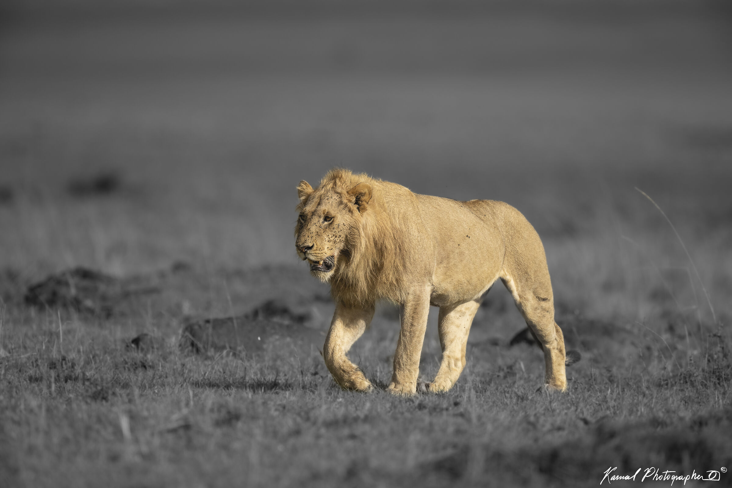Panthera leo
