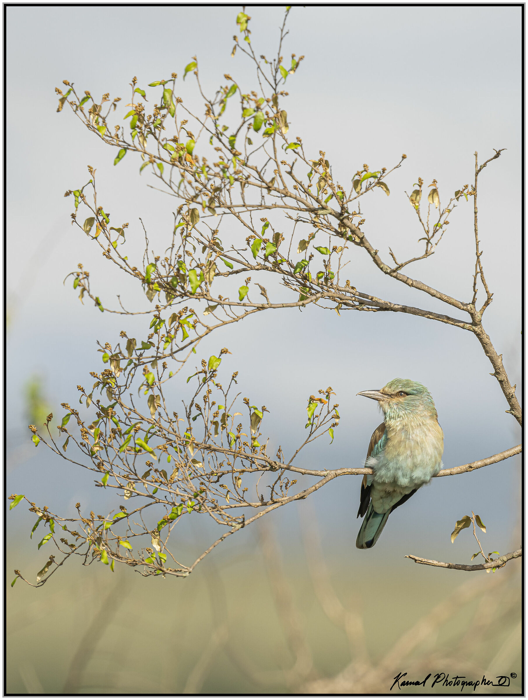 (Ghiandaia marina pettolilla)(Coracias caudata)