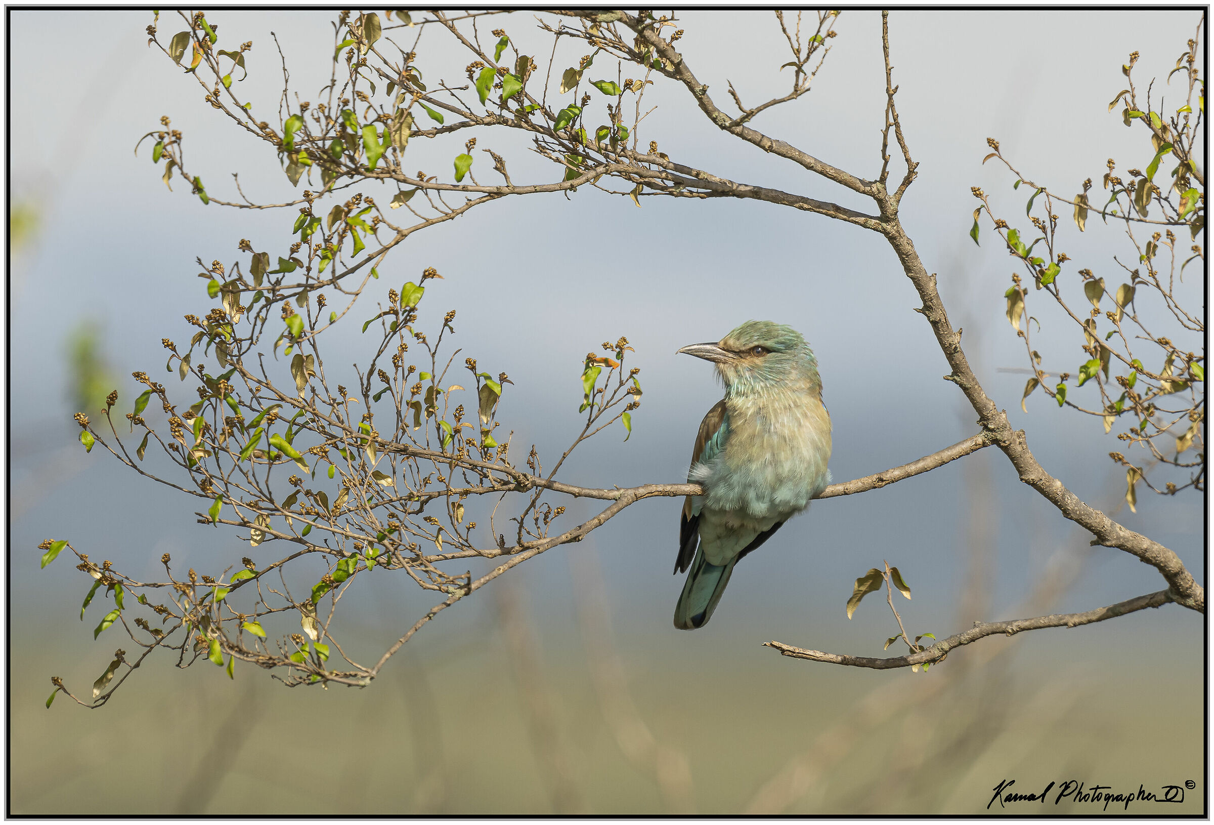 (Ghiandaia marina pettolilla)(Coracias caudata)