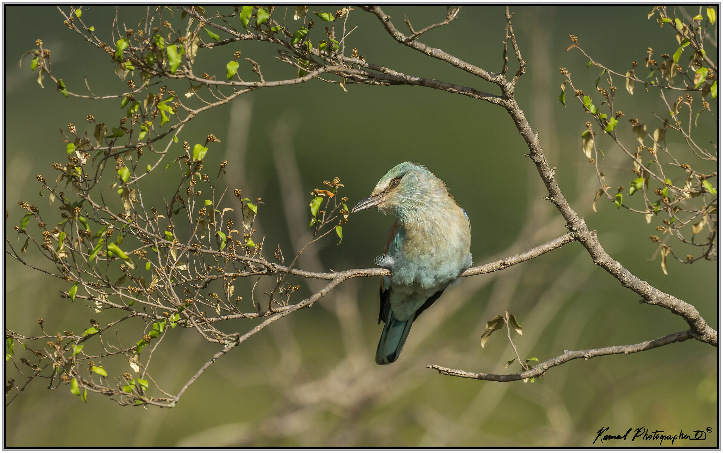 (Ghiandaia marina pettolilla)(Coracias caudata)