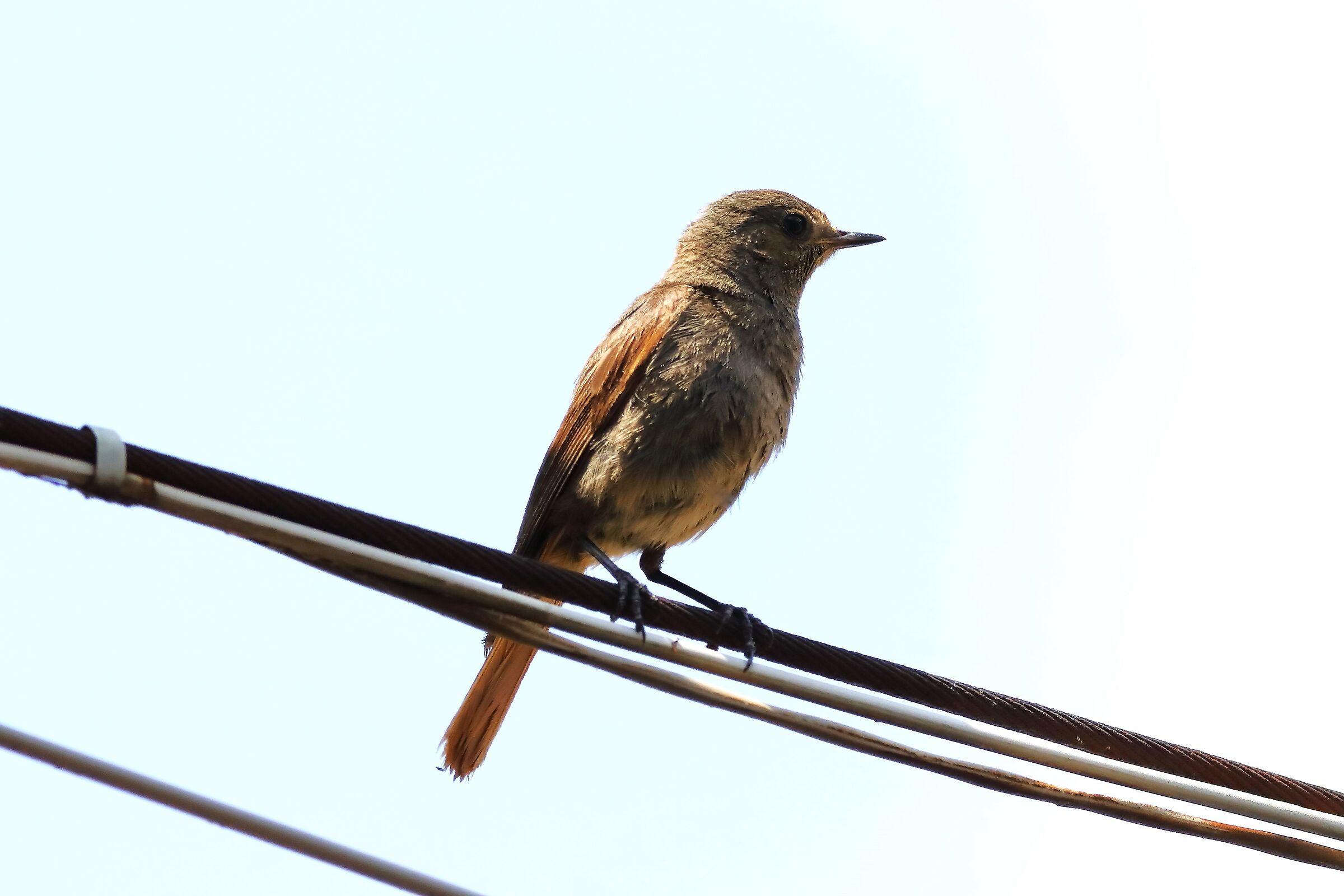 Redstart 03-07-2023