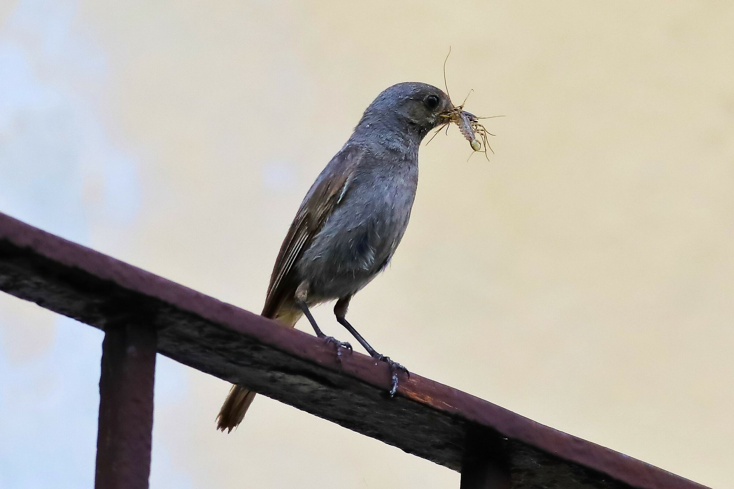 Redstart 03-07-2023